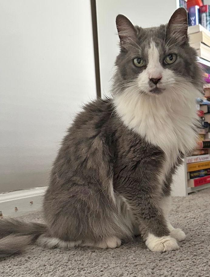 Enlarge Millie, a Adoptable Domestic Medium Hair in Amelia, OH image 3/3