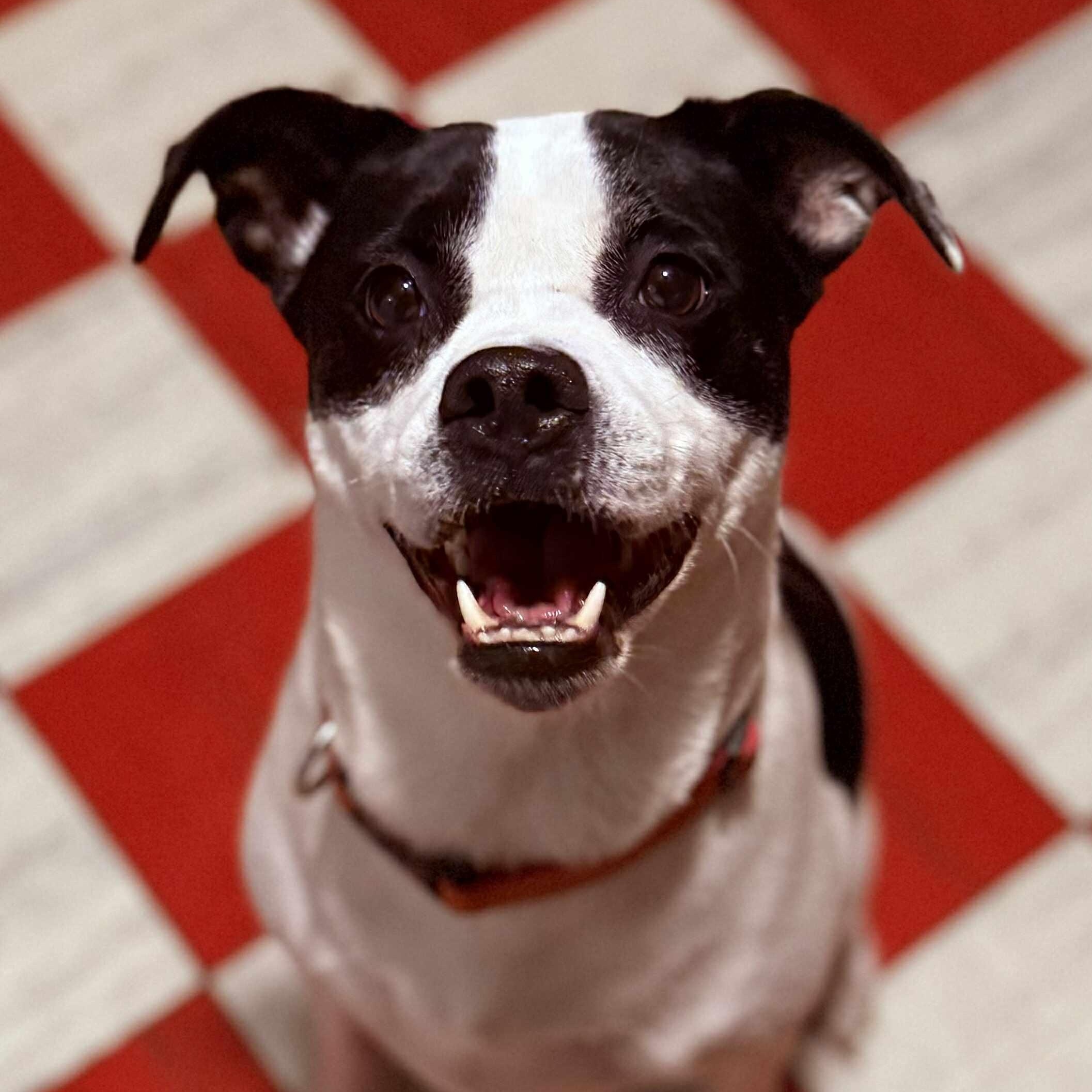 Piper, Adoptable, Young Female Pit Bull Terrier.