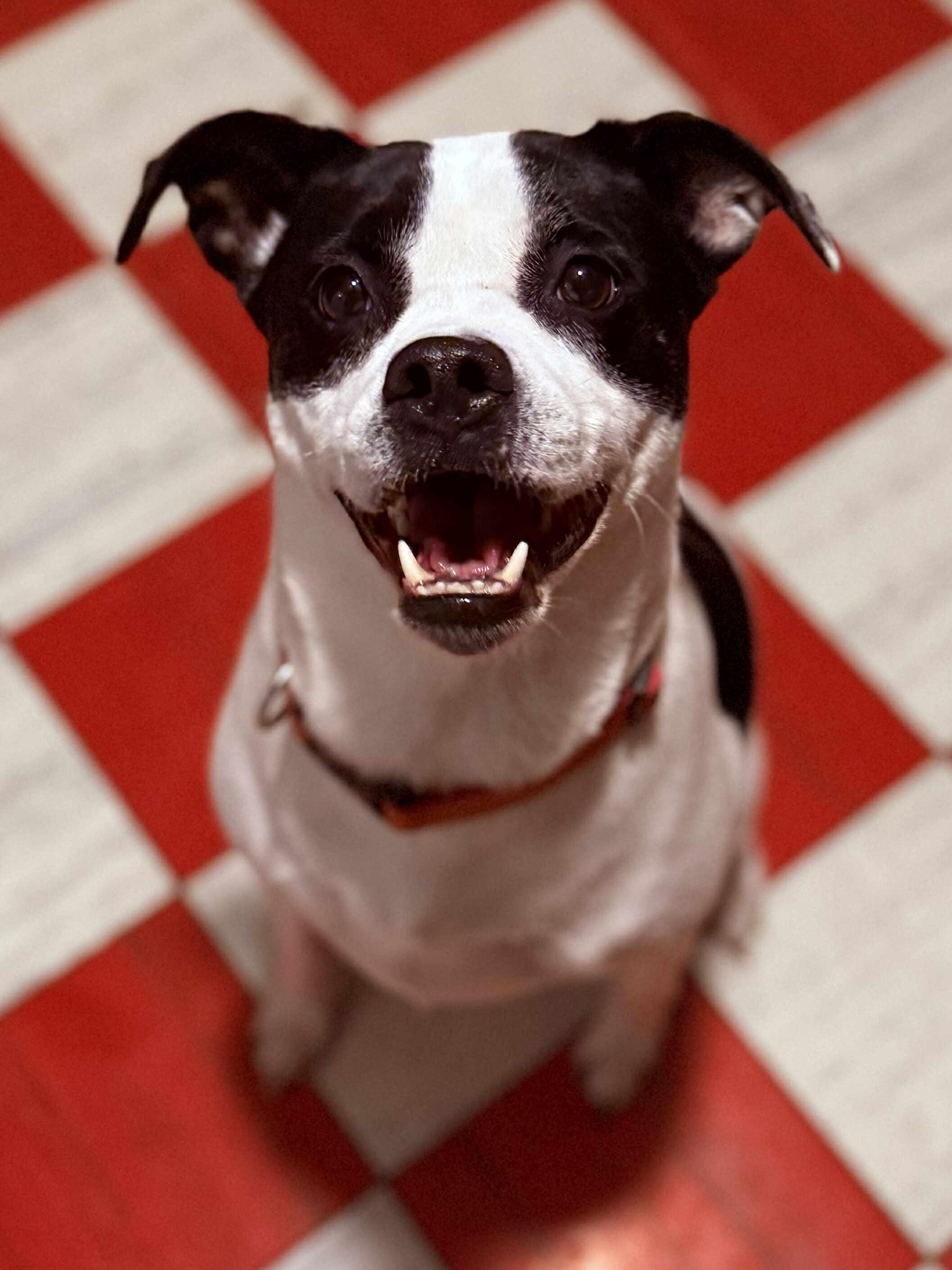 Piper, a Adoptable mixed breed in Binghamton, NY image 1/4