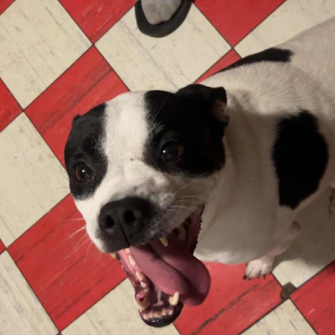 Enlarge Piper, a Adoptable mixed breed in Binghamton, NY image 5/5