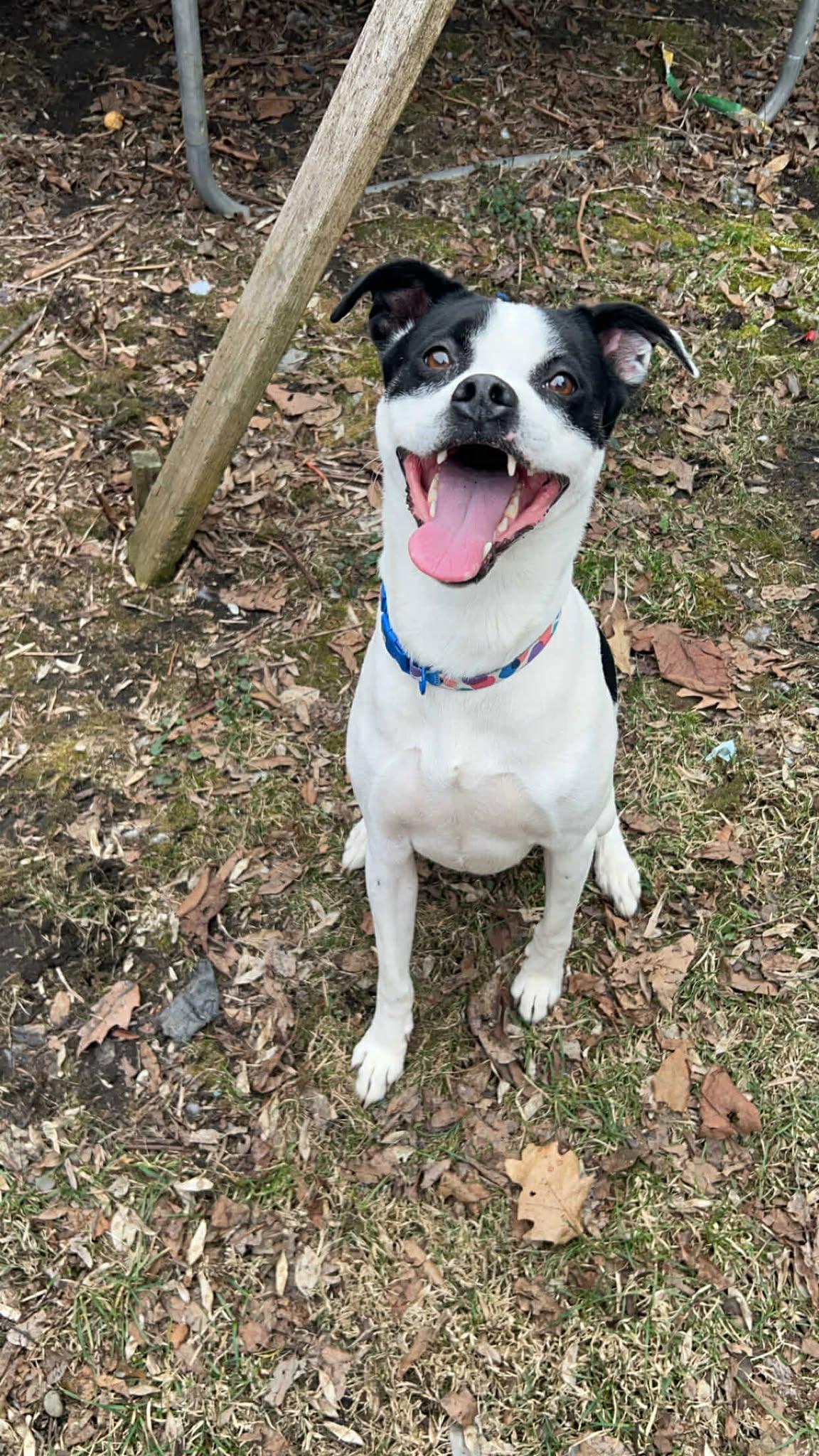 Piper, a Adoptable mixed breed in Binghamton, NY image 4/4