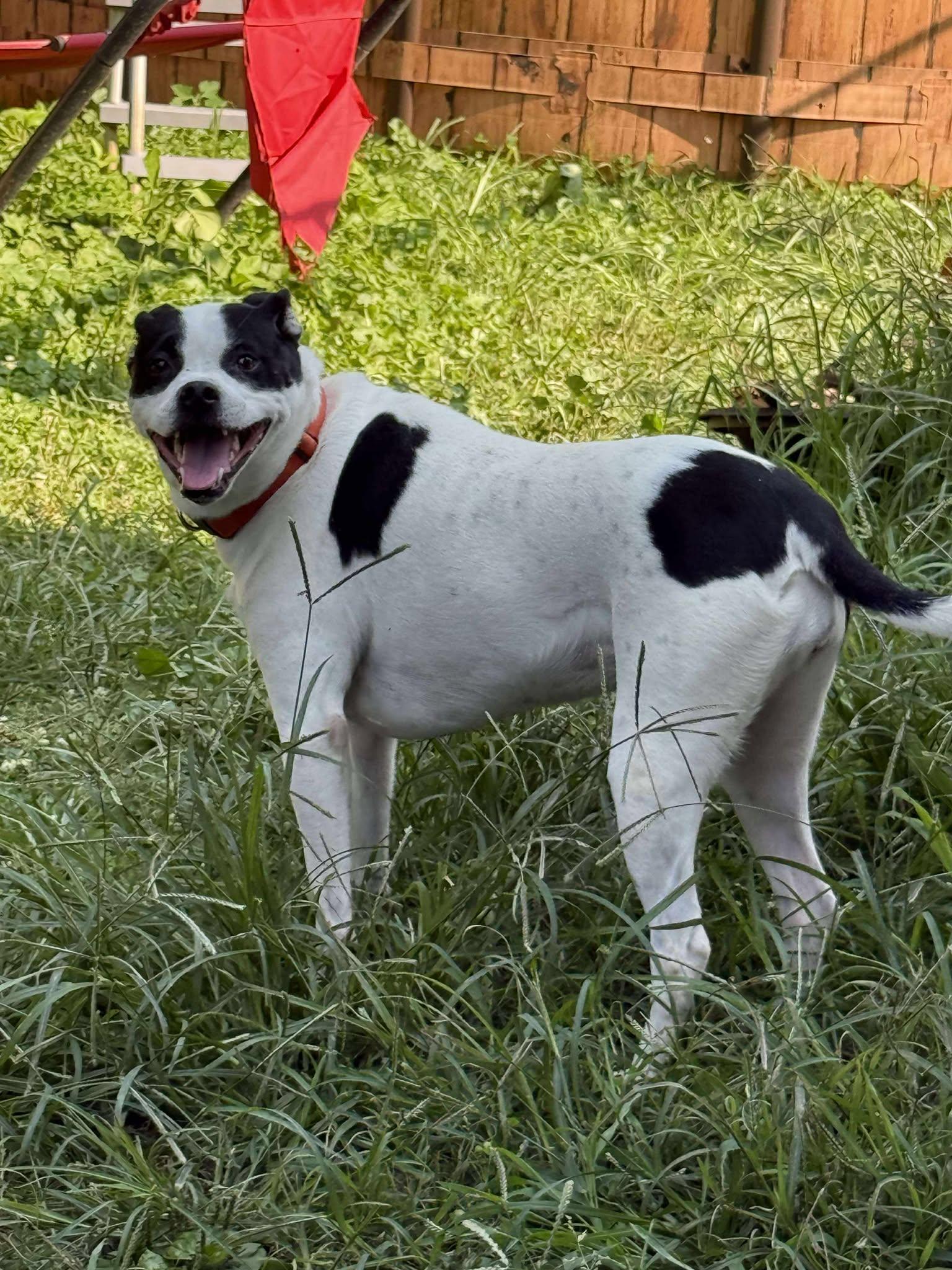 Piper, a Adoptable mixed breed in Binghamton, NY image 2/4