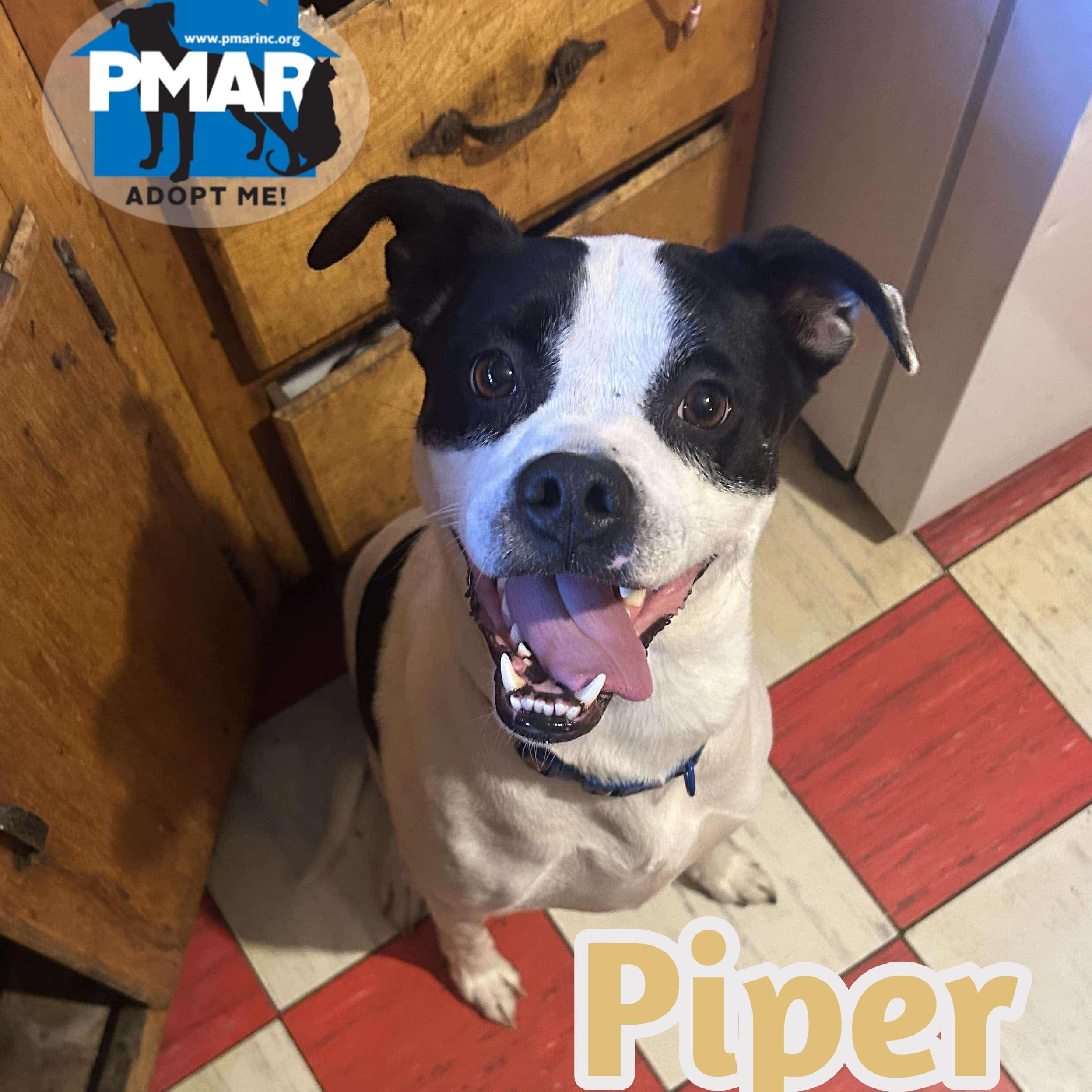 Piper, a Adoptable mixed breed in Binghamton, NY image 3/4