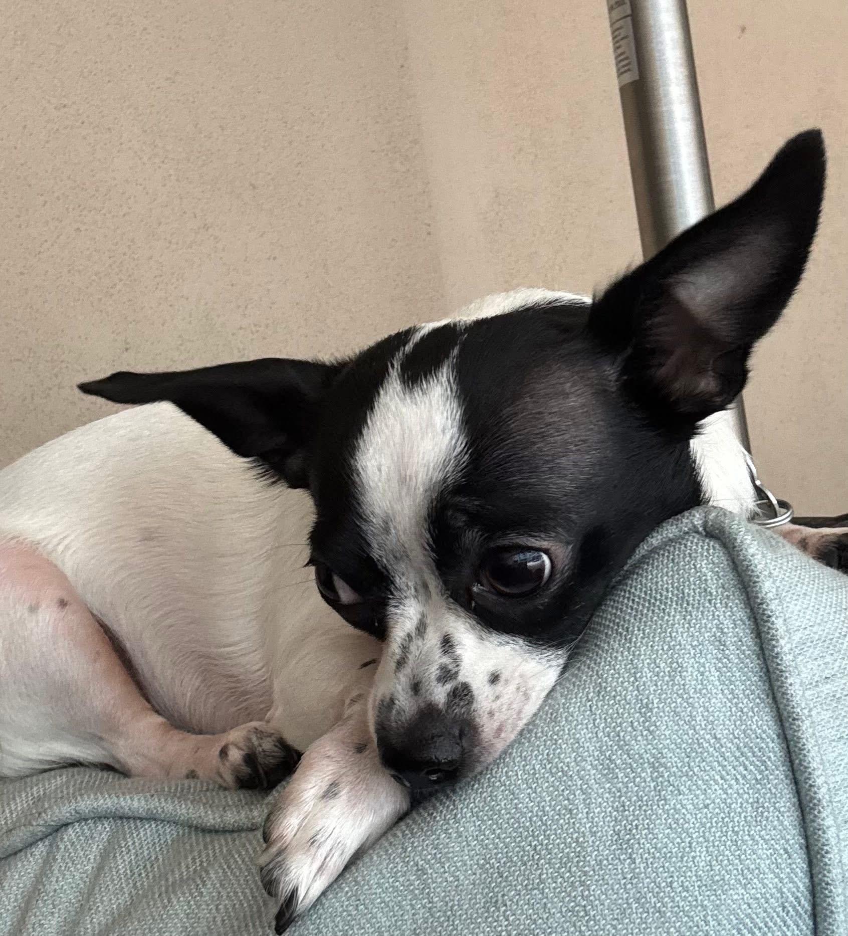 Enlarge Snoopy , a ADOPTABLE Chihuahua in Boynton Beach, FL image 4/4