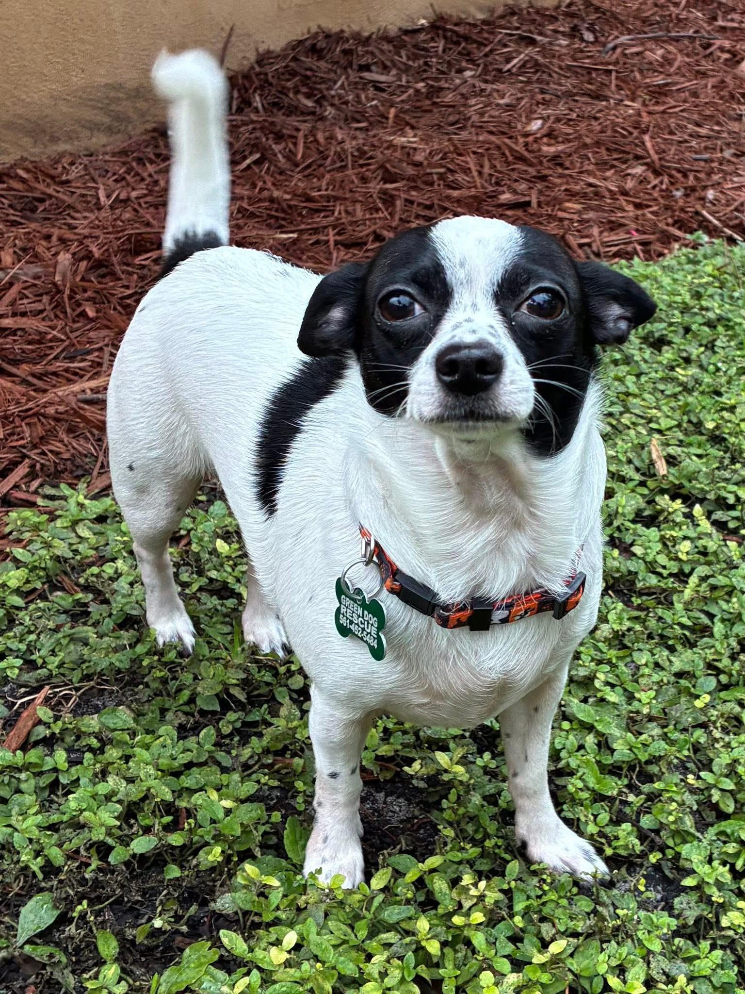 Enlarge Snoopy , a ADOPTABLE Chihuahua in Boynton Beach, FL image 2/4