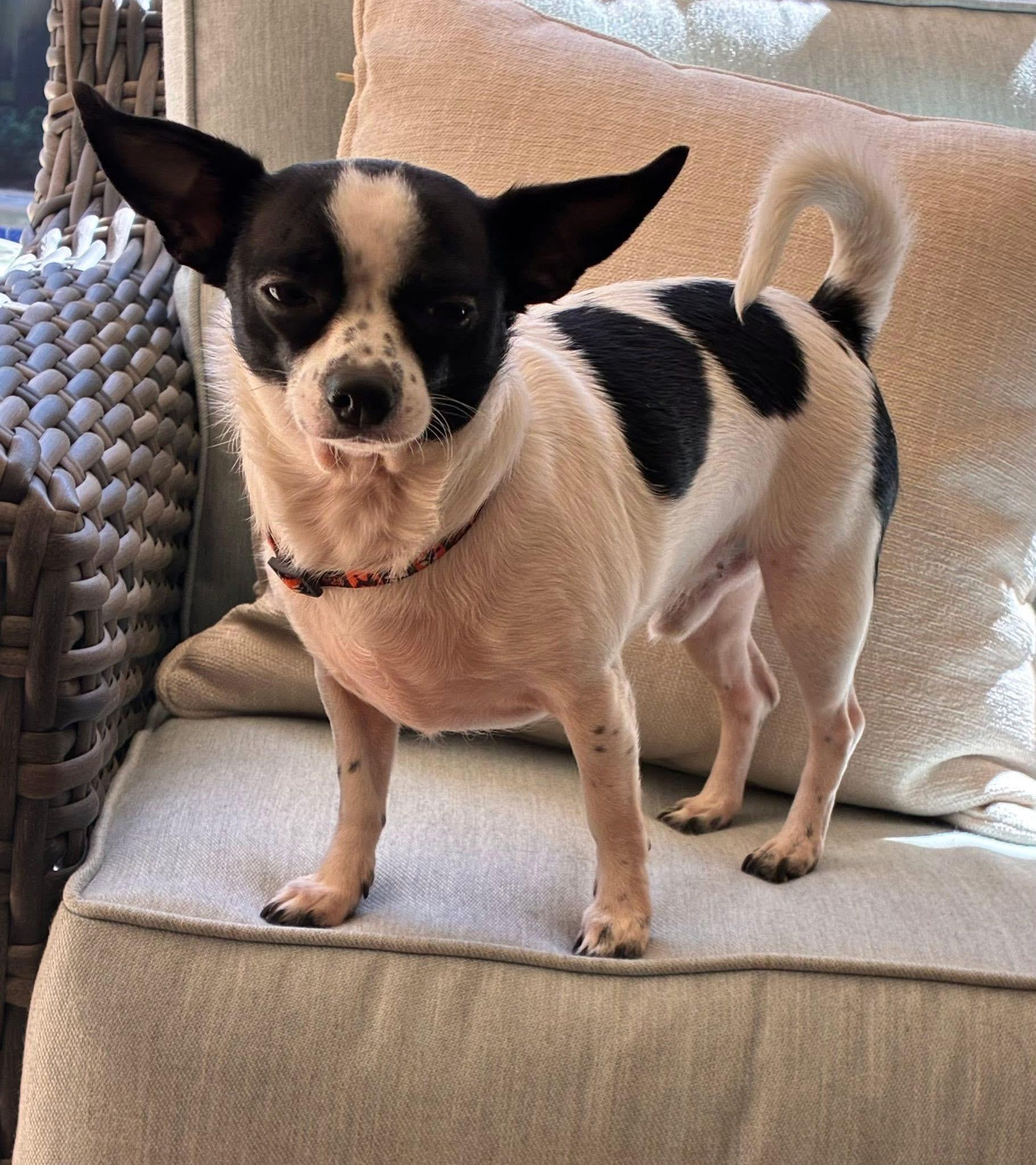 Snoopy , ADOPTABLE, Young Male Chihuahua.