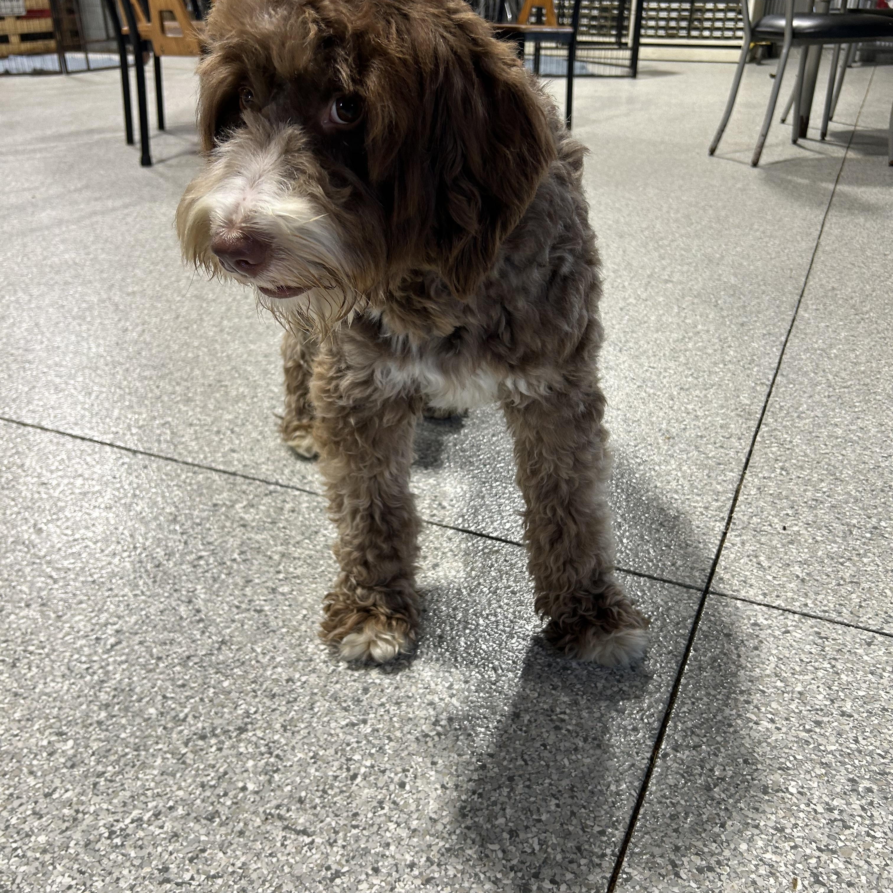 Hayes 34 lbs, Adoptable, Young Male Bernedoodle.