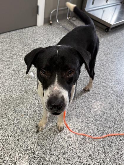 Enlarge Lipp, a Adoptable mixed breed in Vincennes, IN image 1/1