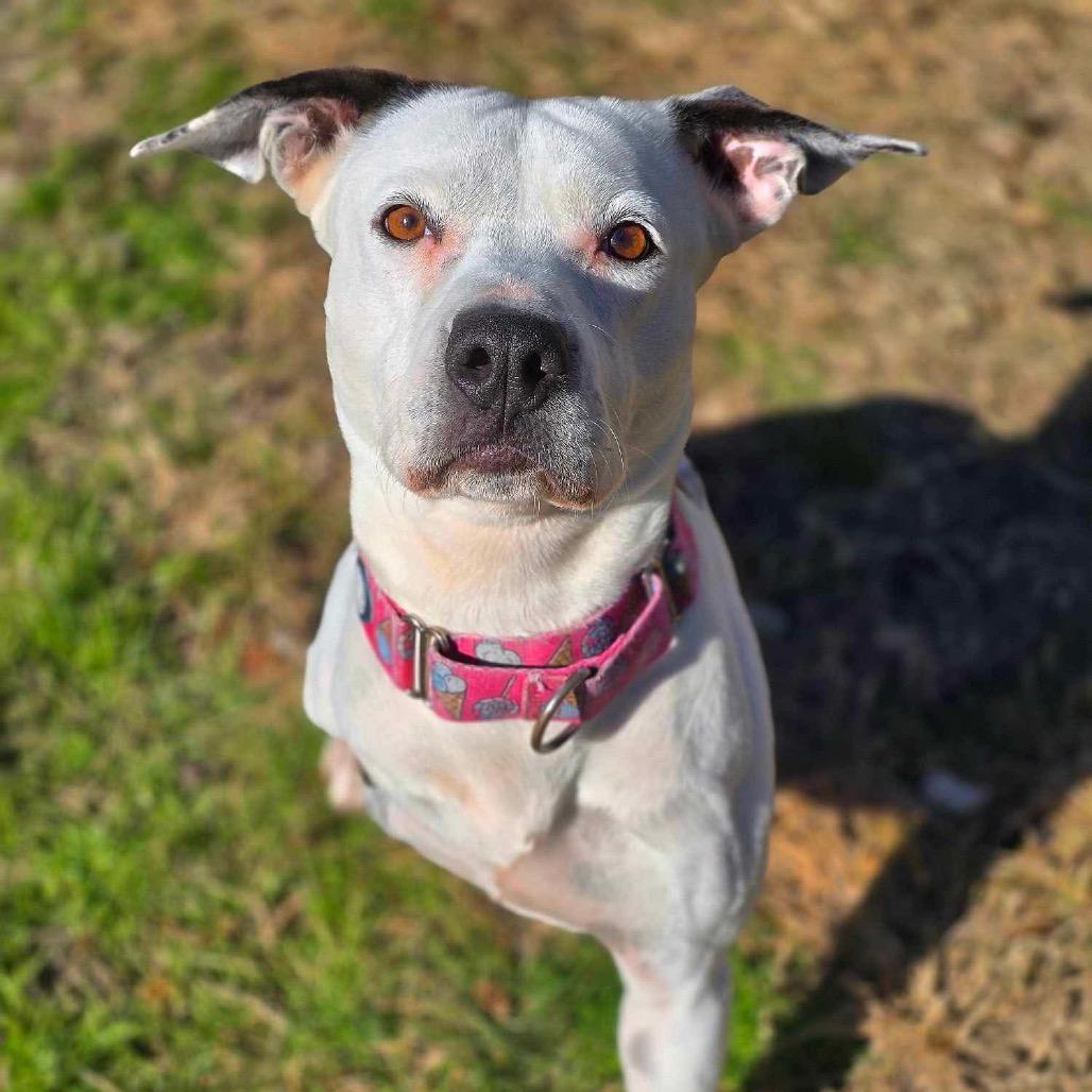 Enlarge Skipper, a Adoptable mixed breed in Buffalo, NY image 2/6