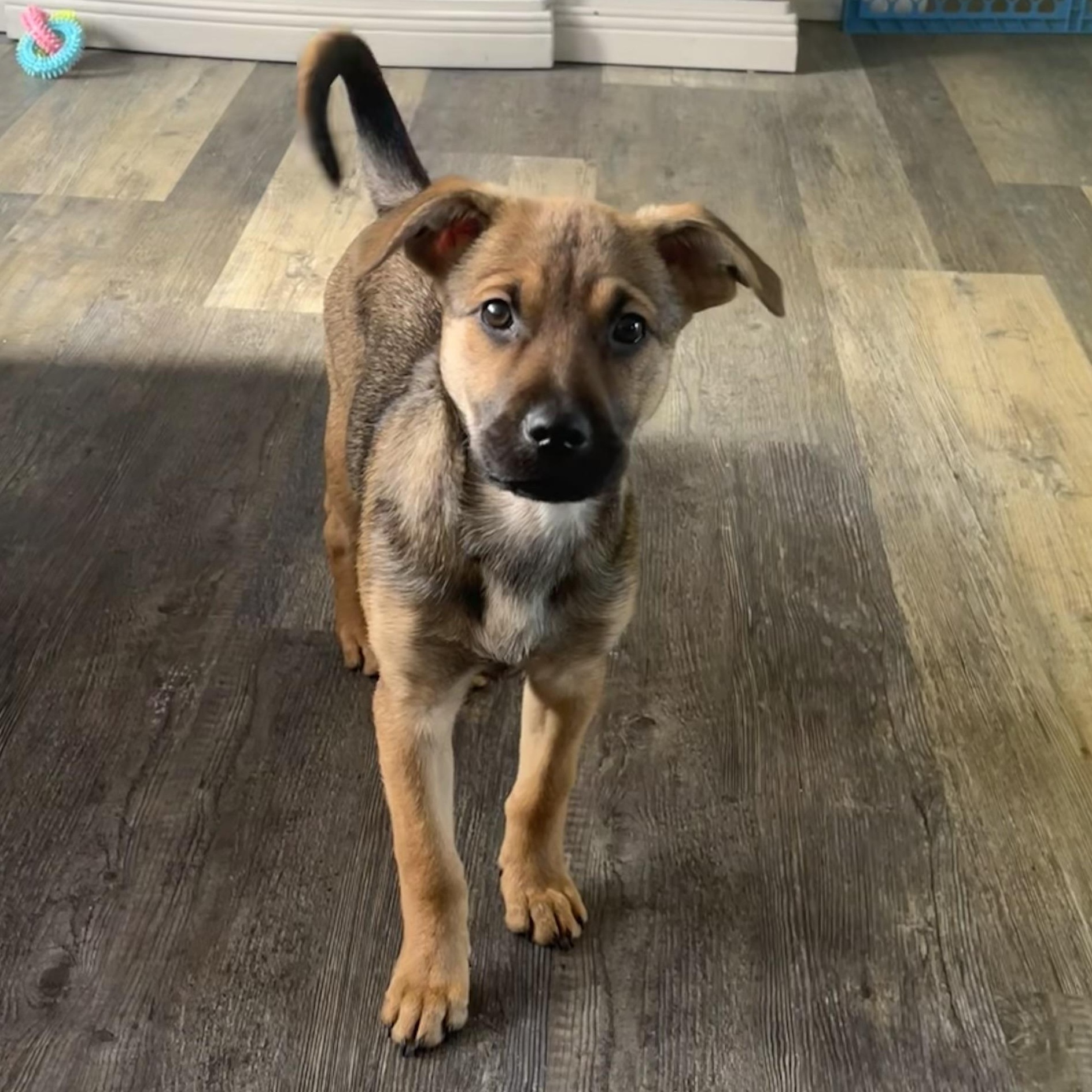 Enlarge Millie, a Adoptable Mixed Breed in Lindenhurst, NY image 1/1