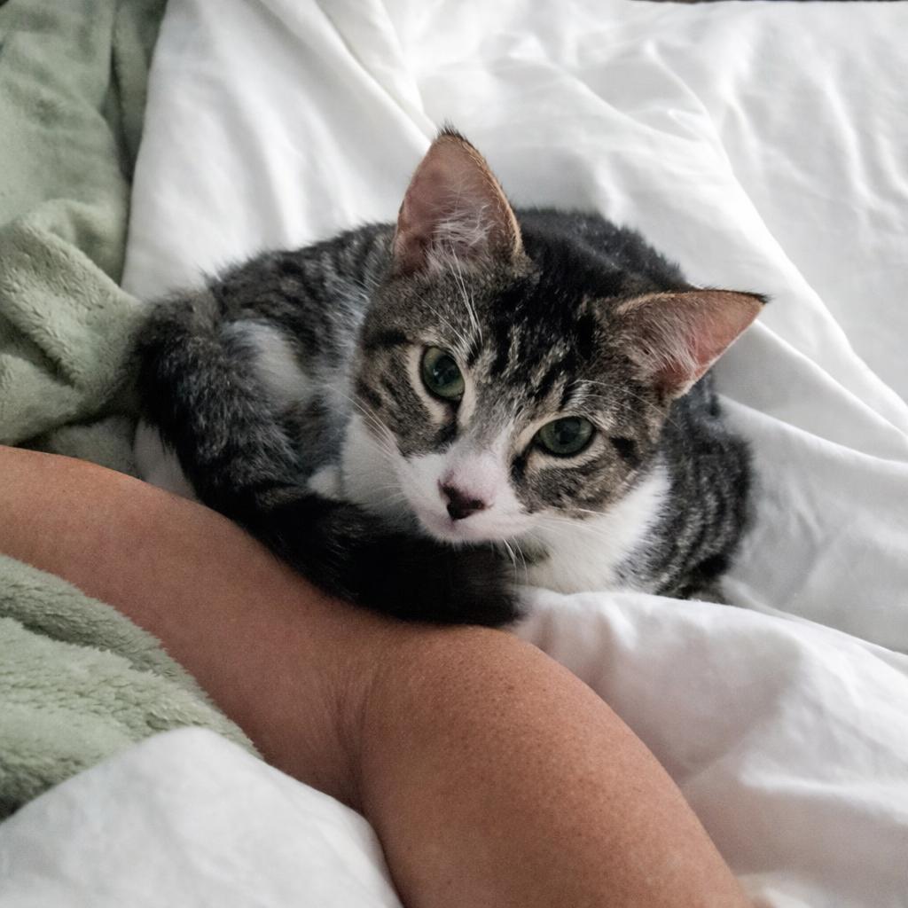 Enlarge Alvin, a ADOPTABLE Domestic Short Hair in Long Beach, CA image 3/6