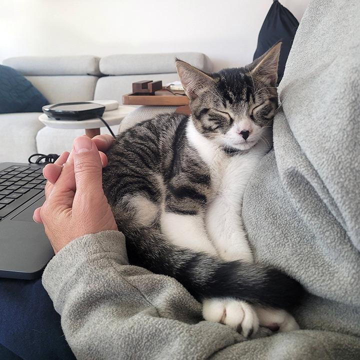 Alvin, ADOPTABLE, Young Male Domestic Short Hair.