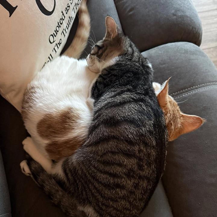 Enlarge Alvin, a ADOPTABLE Domestic Short Hair in Long Beach, CA image 6/6