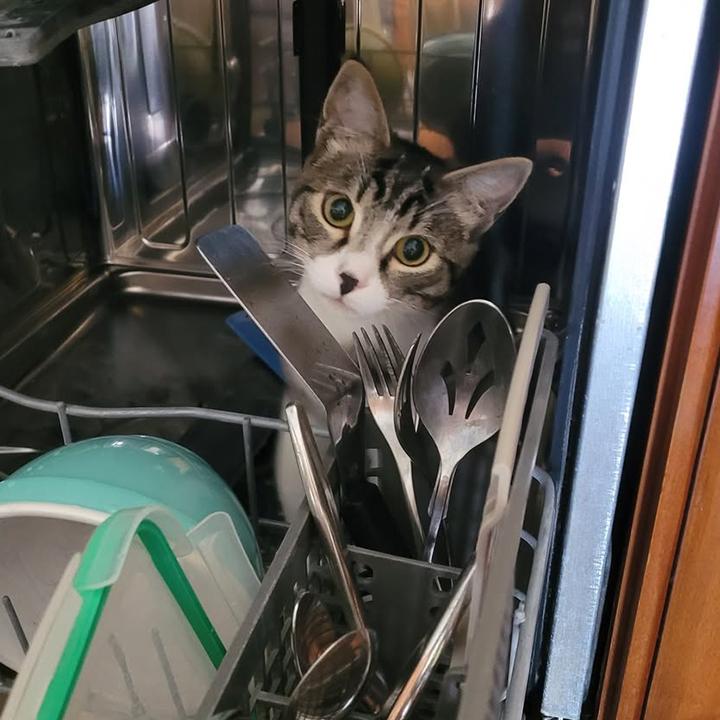 Enlarge Alvin, a ADOPTABLE Domestic Short Hair in Long Beach, CA image 2/6