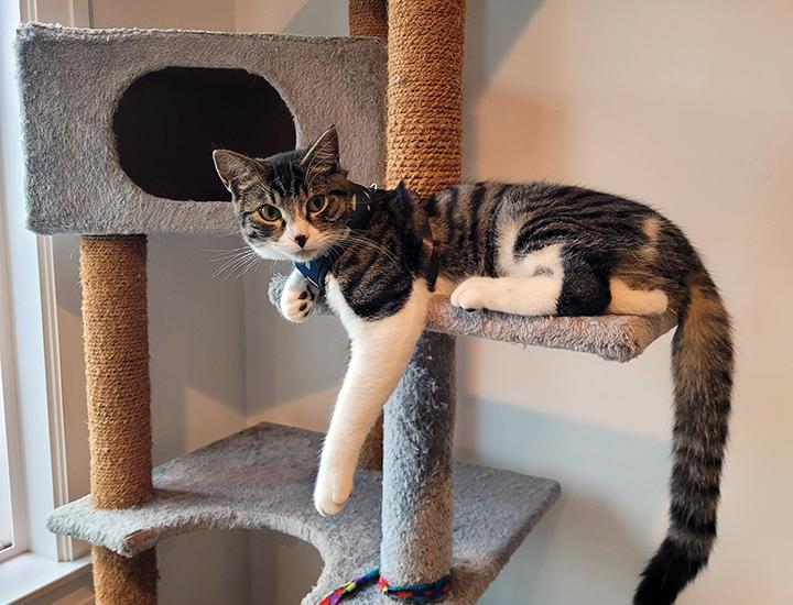 Enlarge Alvin, a ADOPTABLE Domestic Short Hair in Long Beach, CA image 6/6