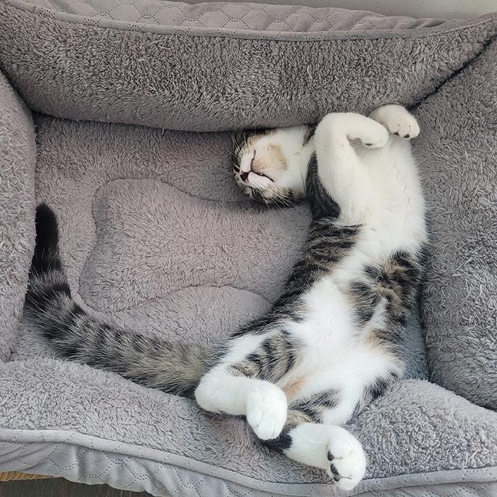 Enlarge Alvin, a ADOPTABLE Domestic Short Hair in Long Beach, CA image 4/6