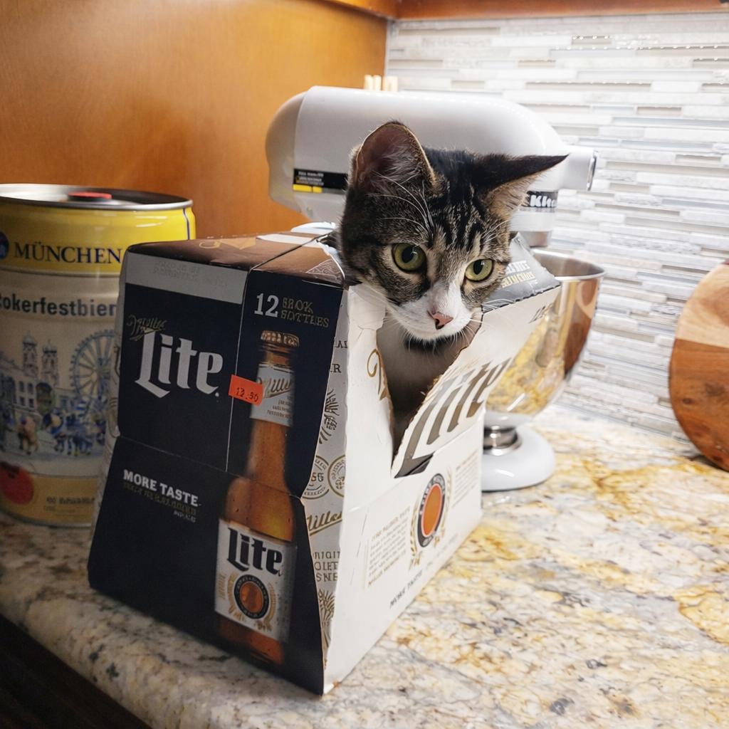 Enlarge Alvin, a ADOPTABLE Domestic Short Hair in Long Beach, CA image 5/6