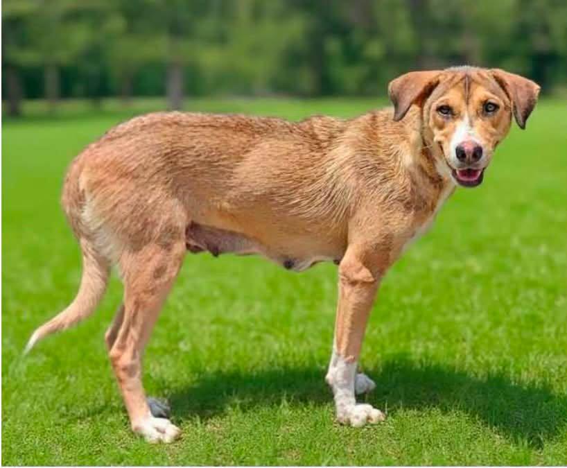 Enlarge Candice, a Adopted Mixed Breed in Ossining, NY image 1/1