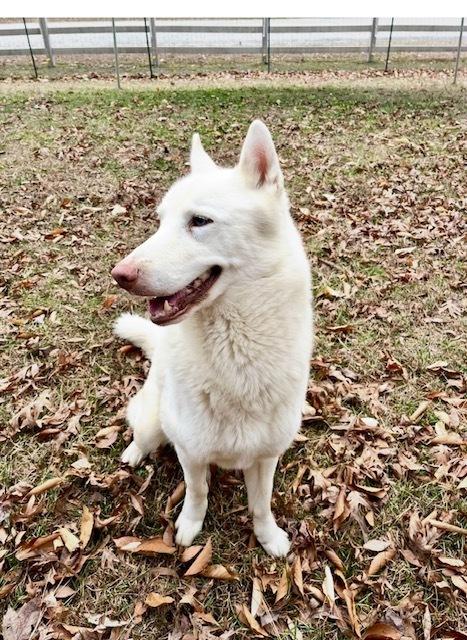Enlarge Aspen, a Adoptable Husky in Mocksville, NC image 1/6
