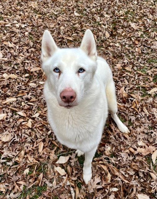 Enlarge Aspen, a Adoptable Husky in Mocksville, NC image 2/6