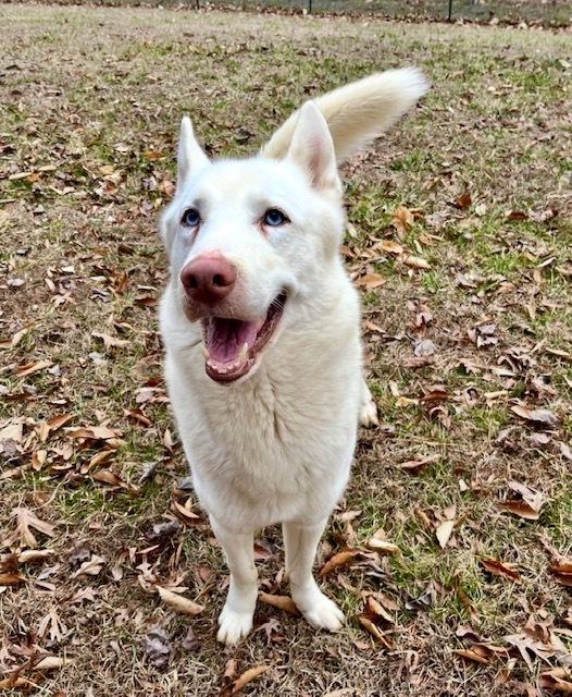 Enlarge Aspen, a Adoptable Husky in Mocksville, NC image 4/6