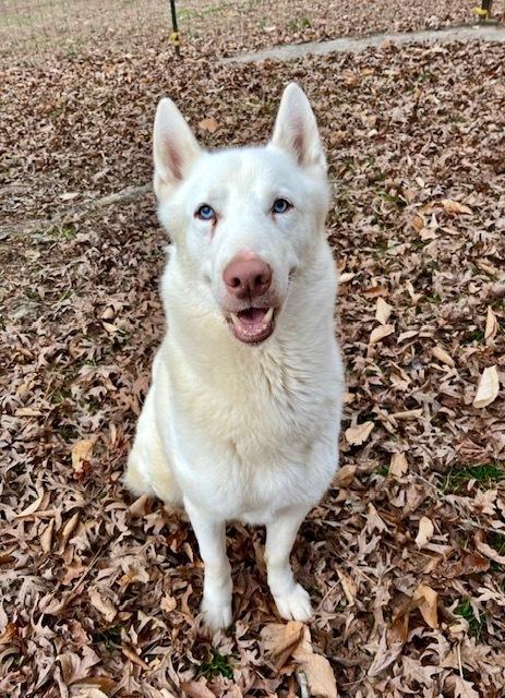 Enlarge Aspen, a Adoptable Husky in Mocksville, NC image 5/6