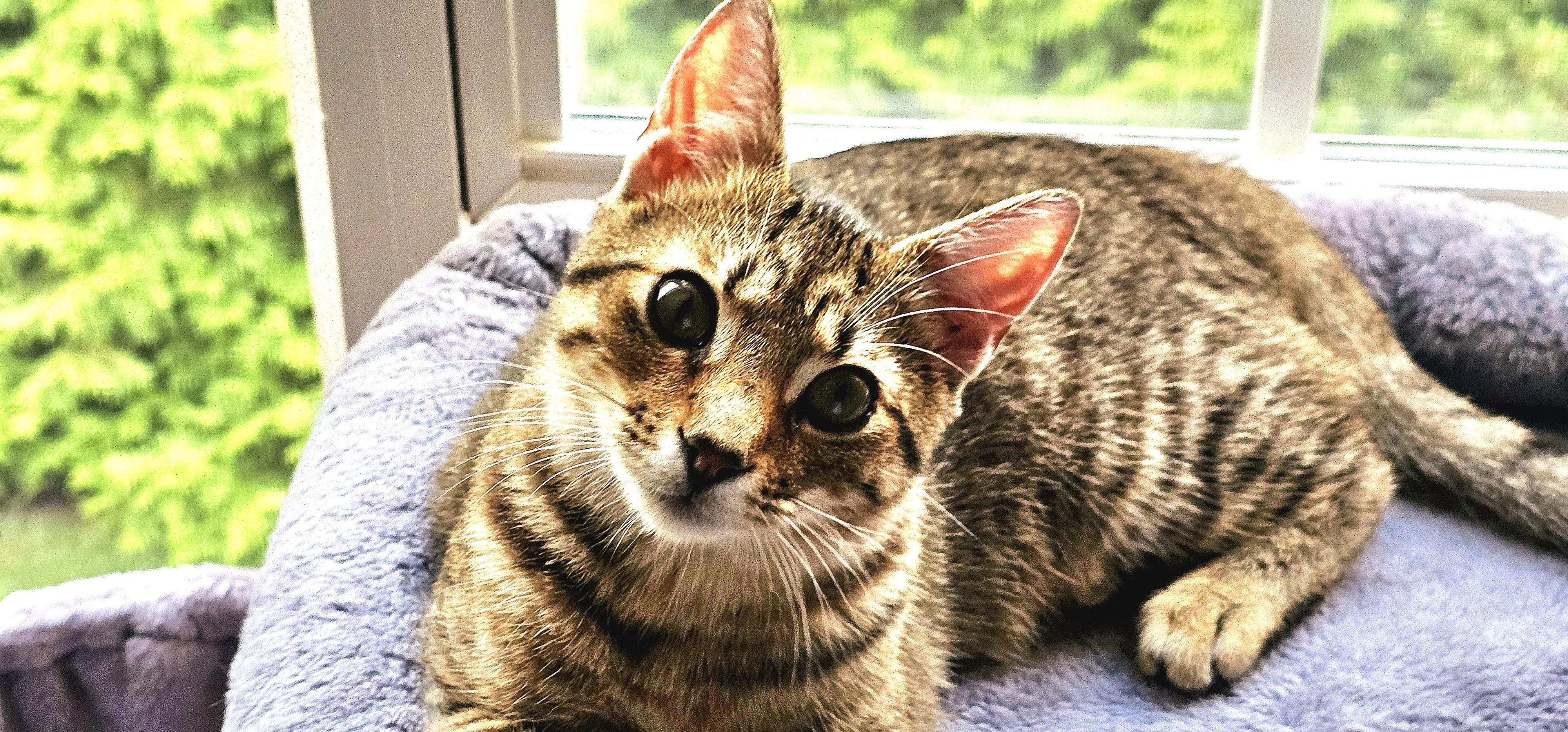 Enlarge Liam, a Adoptable Domestic Short Hair in Smyrna, DE image 2/5