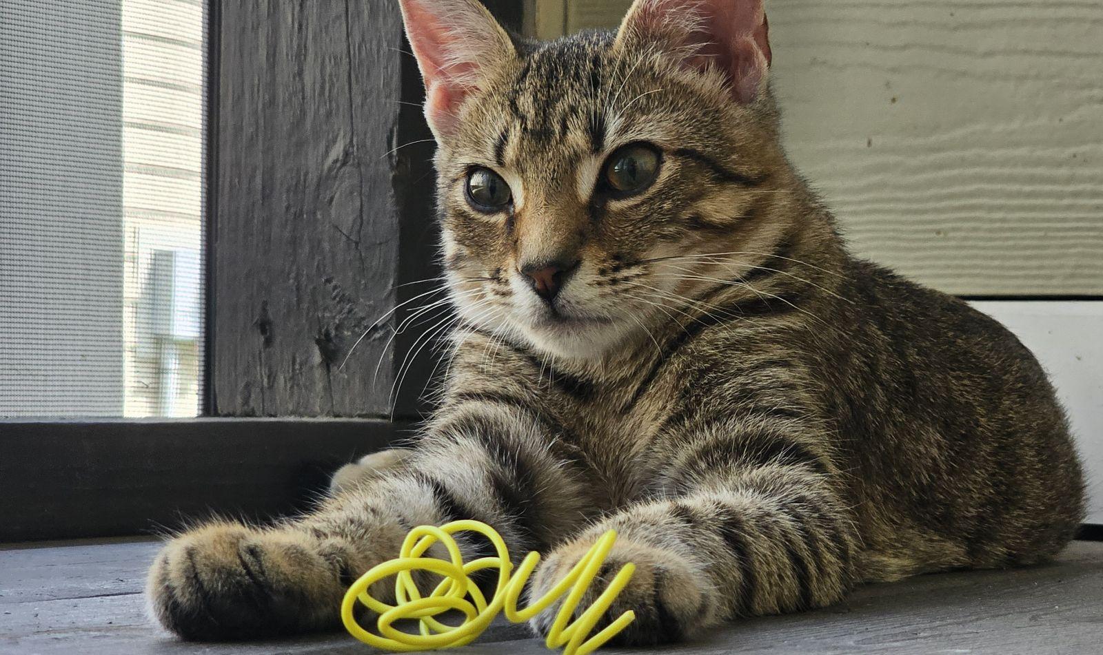 Enlarge Liam, a Adoptable Domestic Short Hair in Smyrna, DE image 3/5