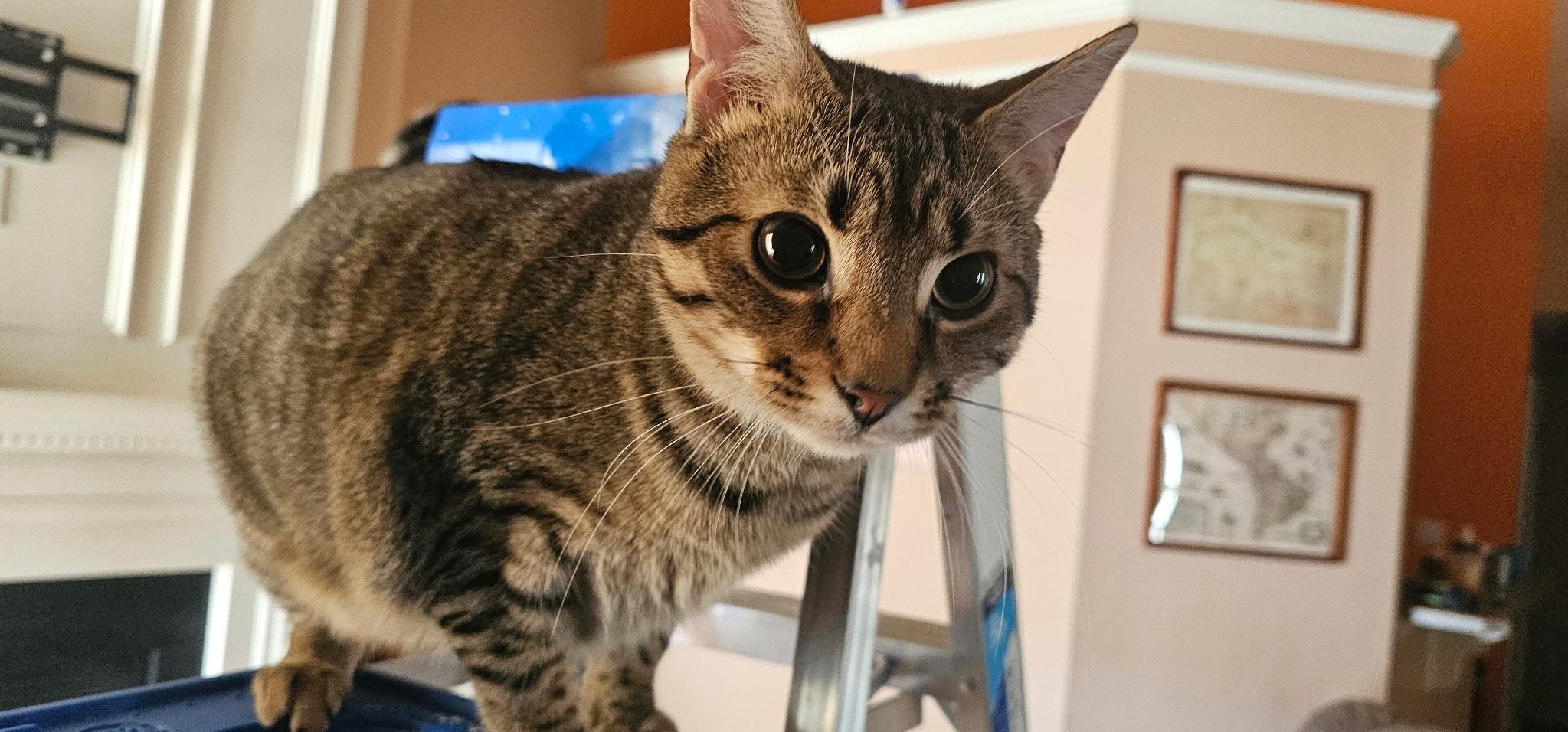 Enlarge Liam, a Adoptable Domestic Short Hair in Smyrna, DE image 5/5