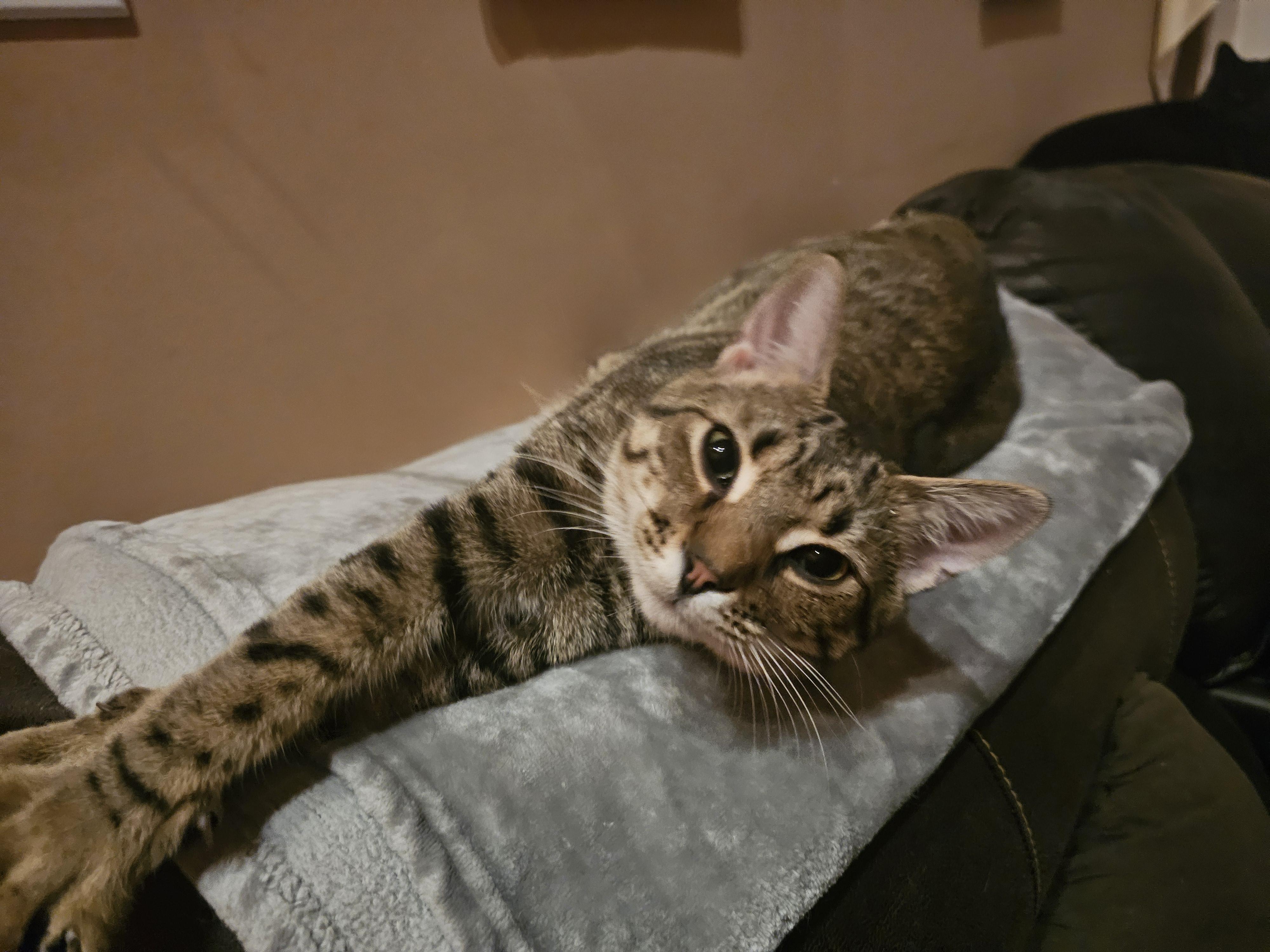 Liam, Adoptable, Young Male Domestic Short Hair.