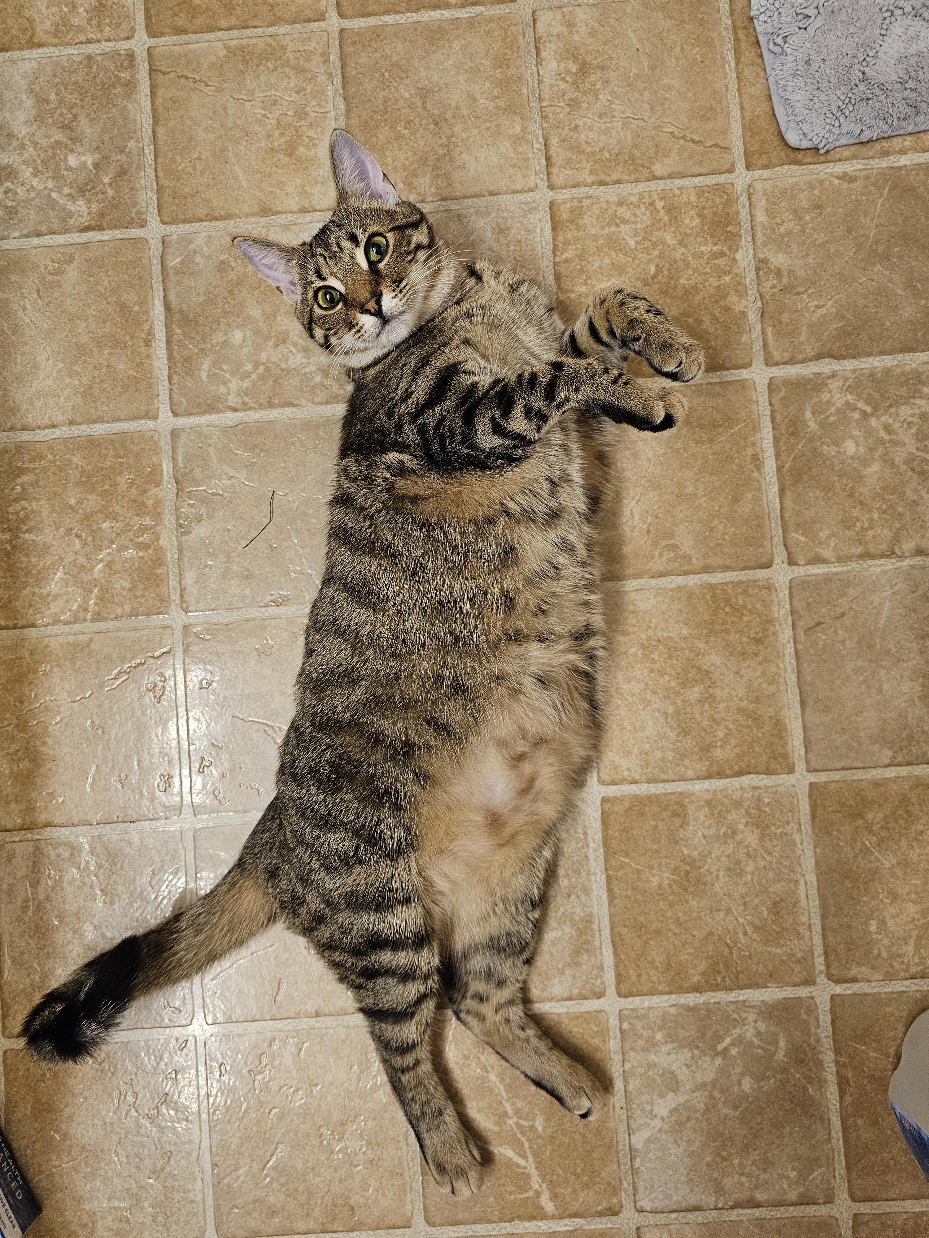 Enlarge Liam, a Adoptable Domestic Short Hair in Smyrna, DE image 4/5