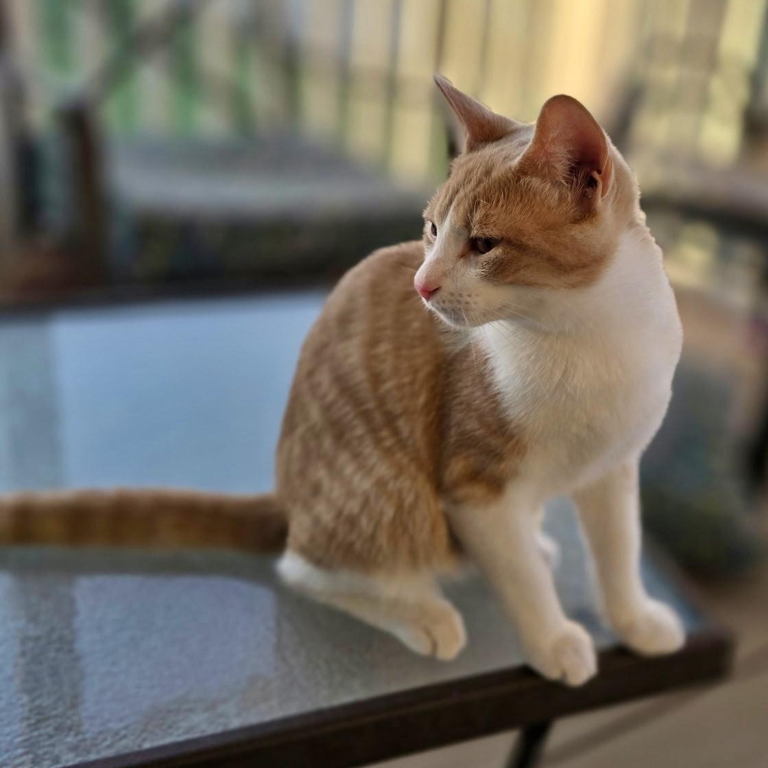 Fiddler on the Roof, a Adoptable Domestic Short Hair in Richmond, VA image 4/6