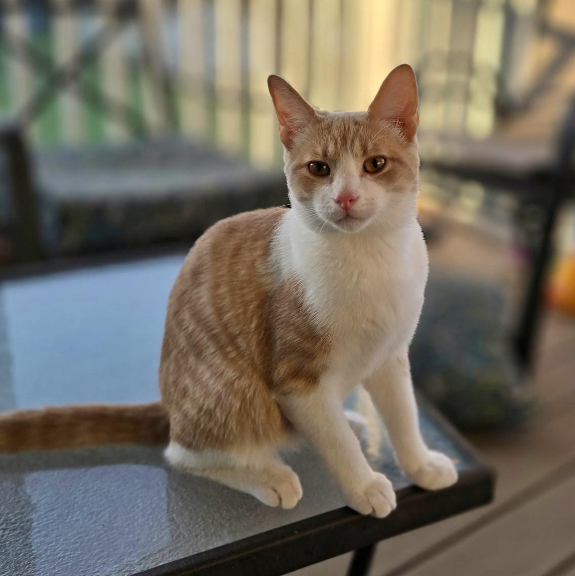 Fiddler on the Roof, Adoptable, Young Male Domestic Short Hair.