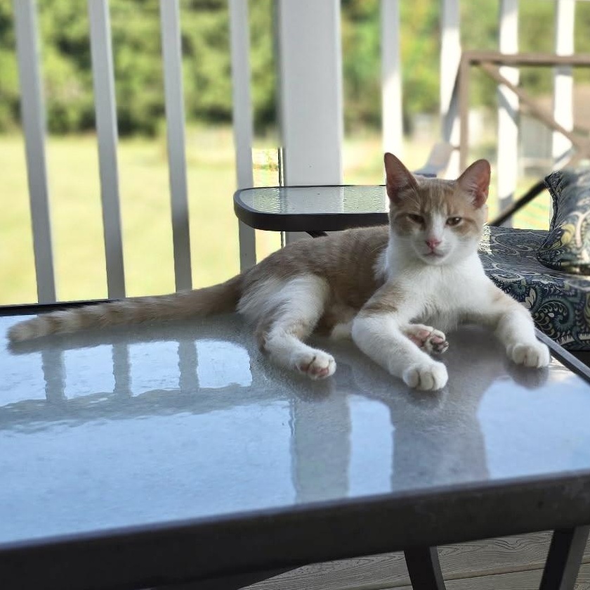 Fiddler on the Roof, a Adoptable Domestic Short Hair in Richmond, VA image 5/6