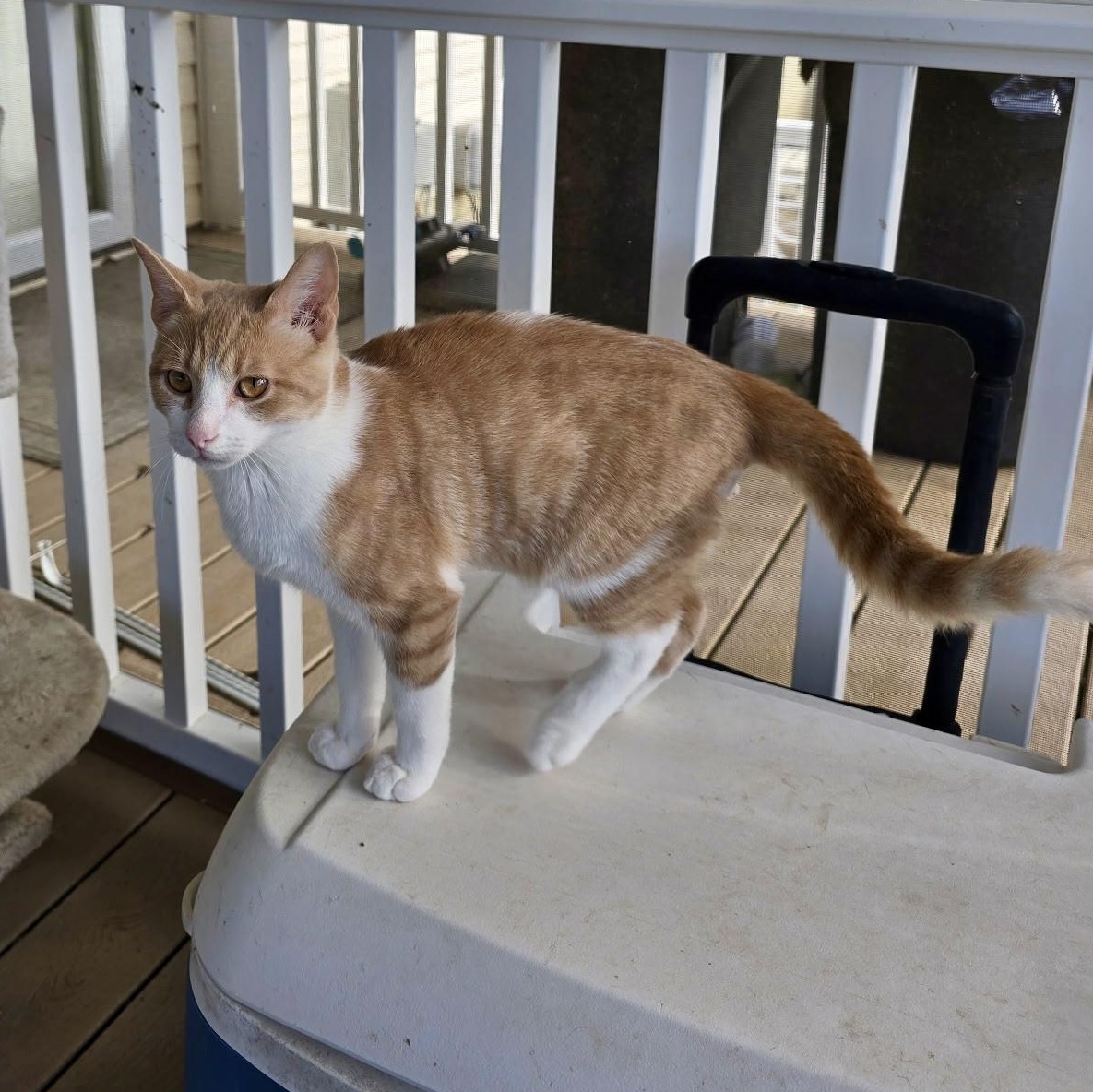 Fiddler on the Roof, a Adoptable Domestic Short Hair in Richmond, VA image 6/6