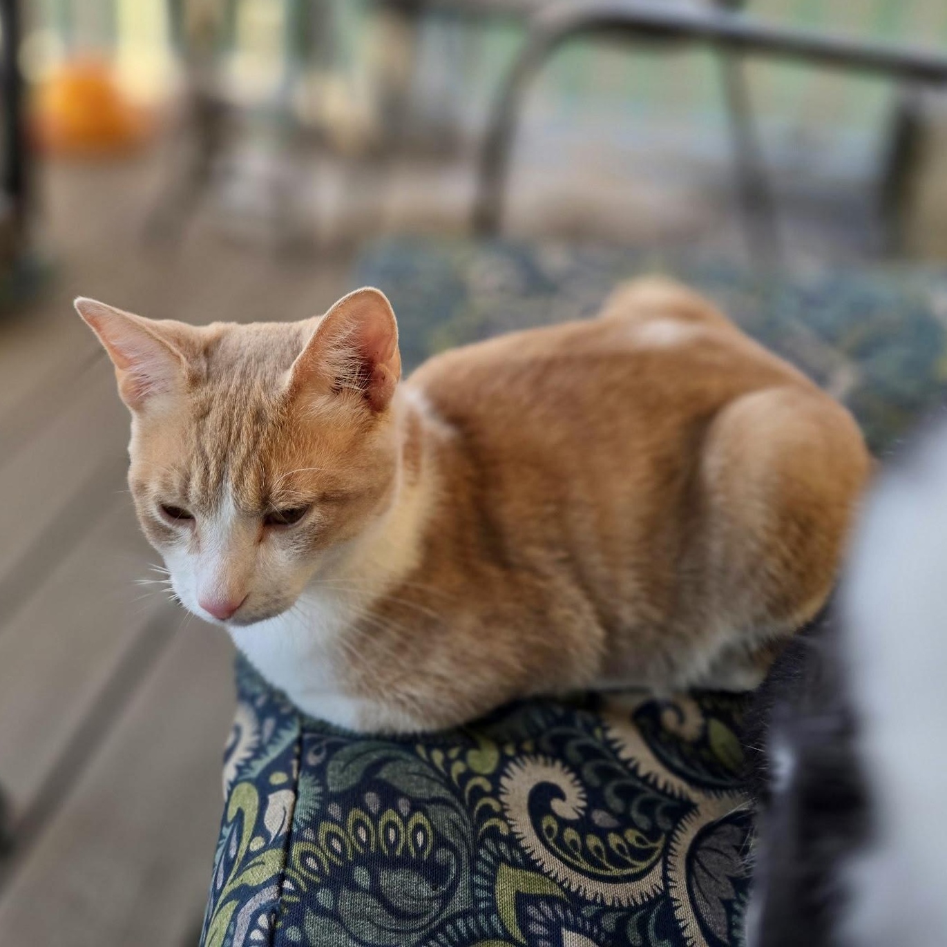 Fiddler on the Roof, a Adoptable Domestic Short Hair in Richmond, VA image 2/6