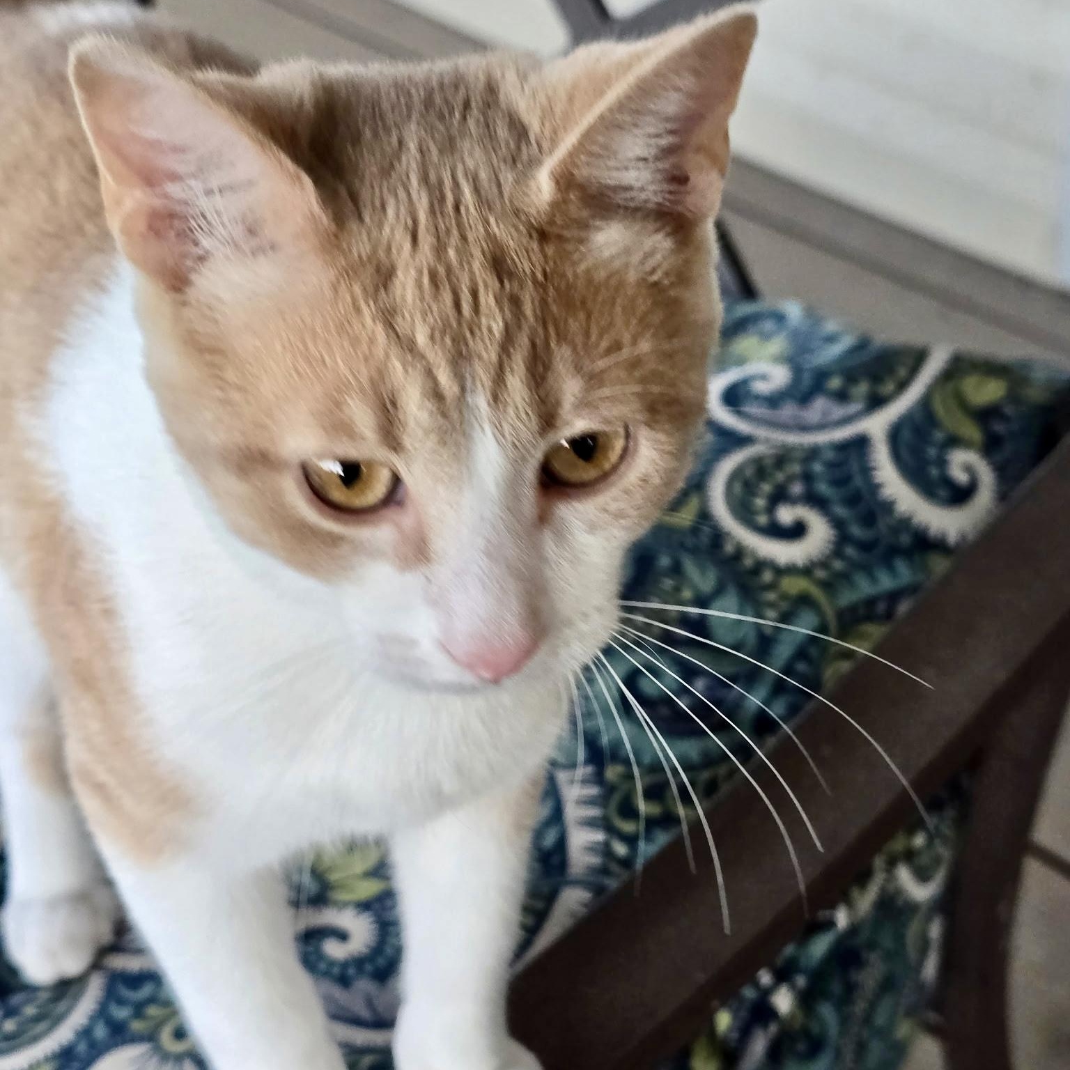 Fiddler on the Roof, a Adoptable Domestic Short Hair in Richmond, VA image 3/6