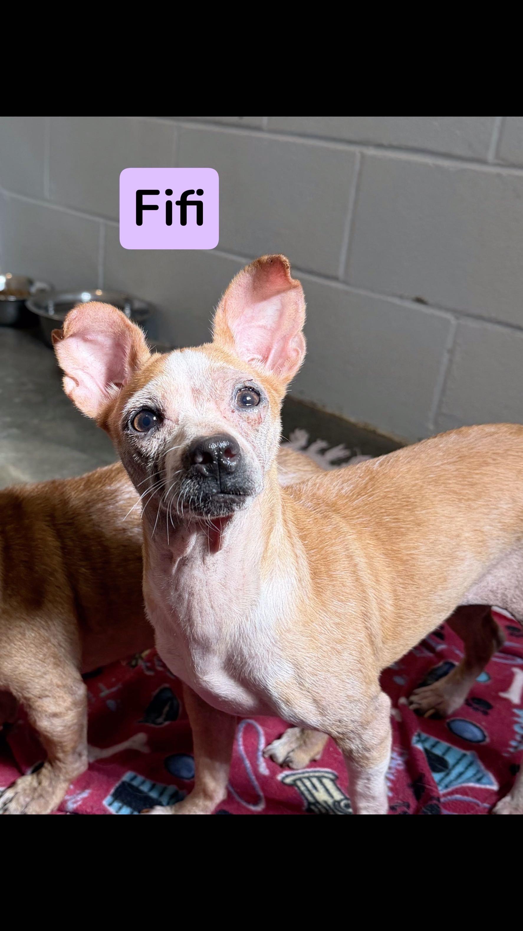 Fifi, ADOPTABLE, Young Female Chihuahua.