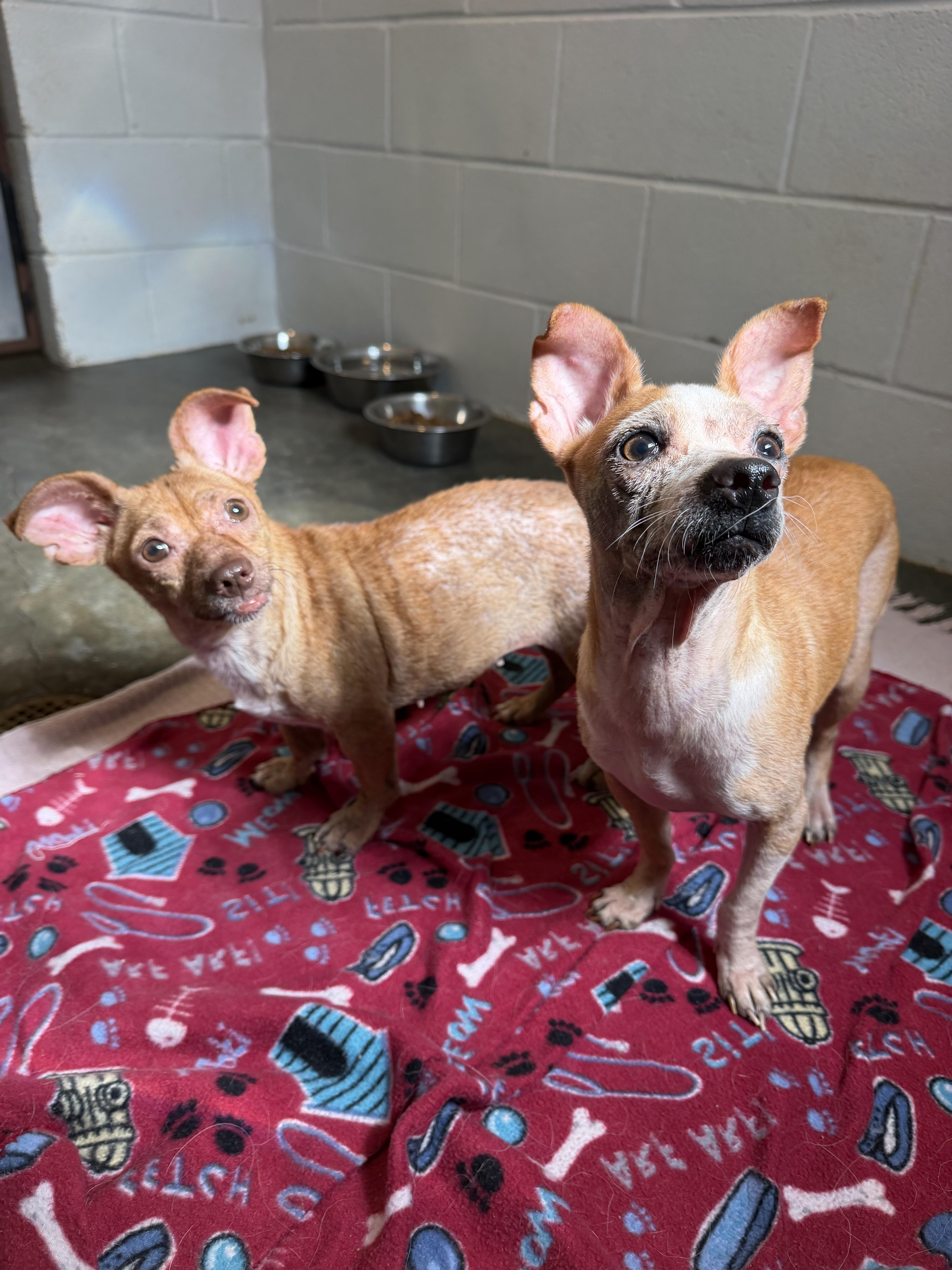 Fifi, a ADOPTABLE mixed breed in Barnegat, NJ image 2/2
