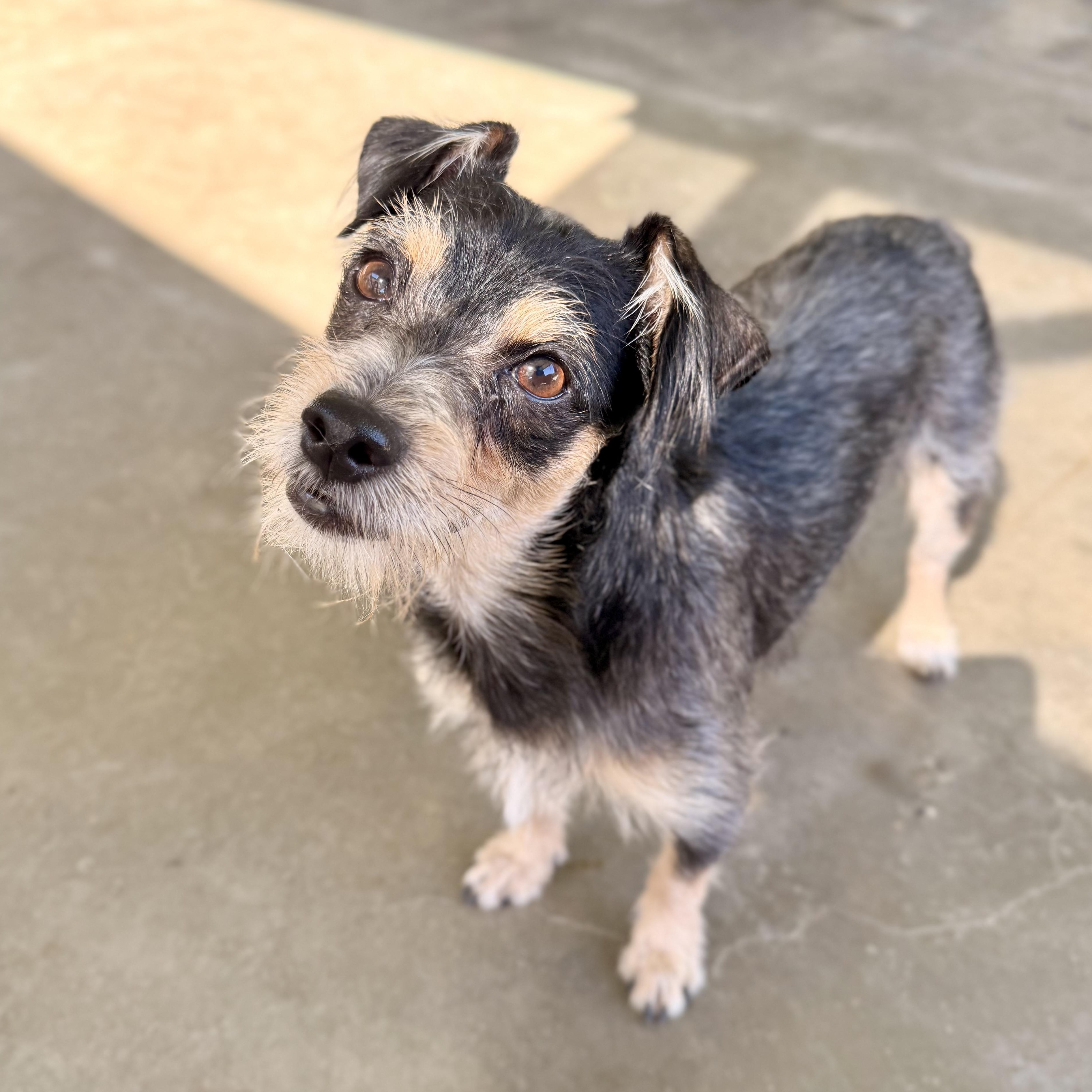 Enlarge Payton, a ADOPTABLE mixed breed in modesto, CA image 6/6