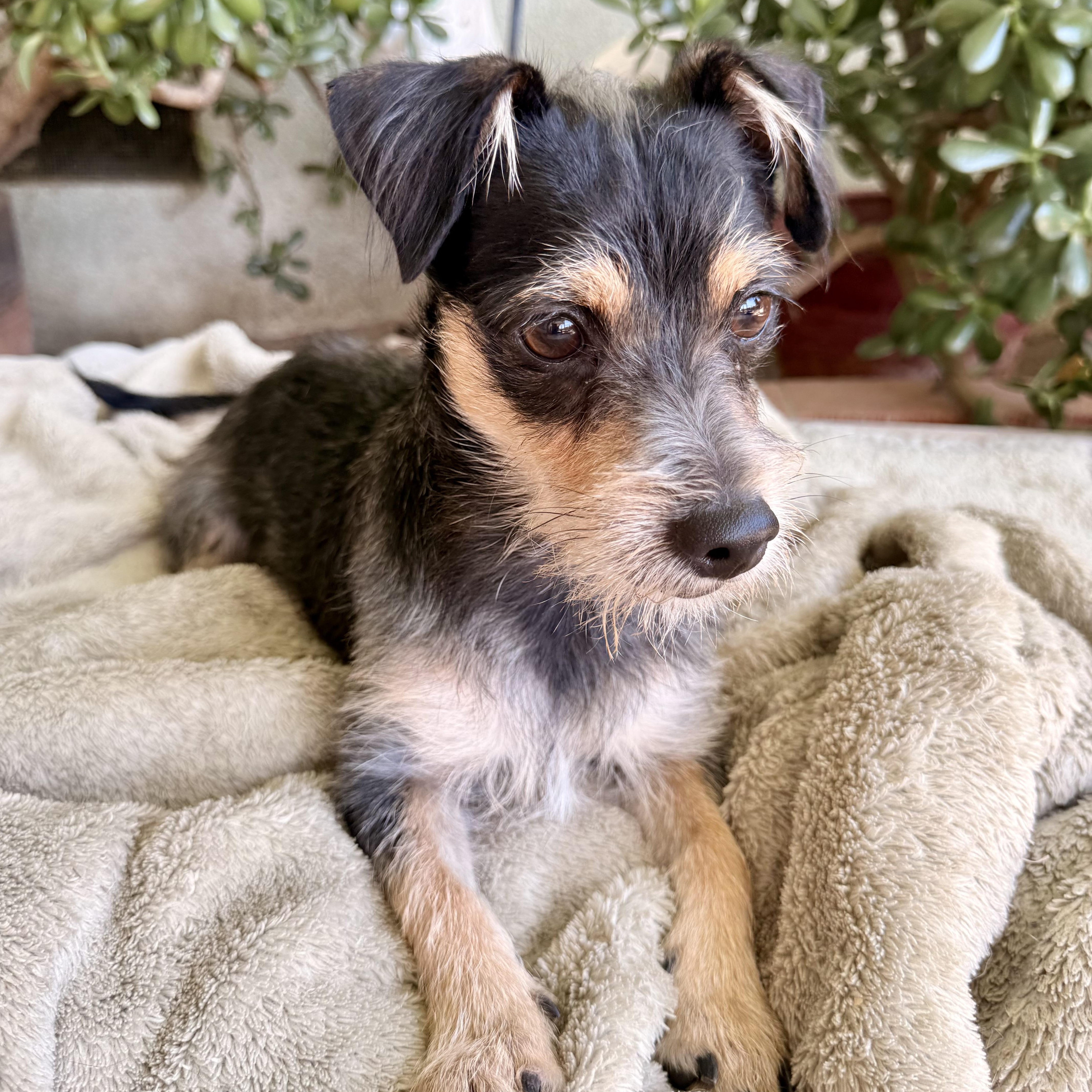 Enlarge Payton, a ADOPTABLE mixed breed in modesto, CA image 3/6