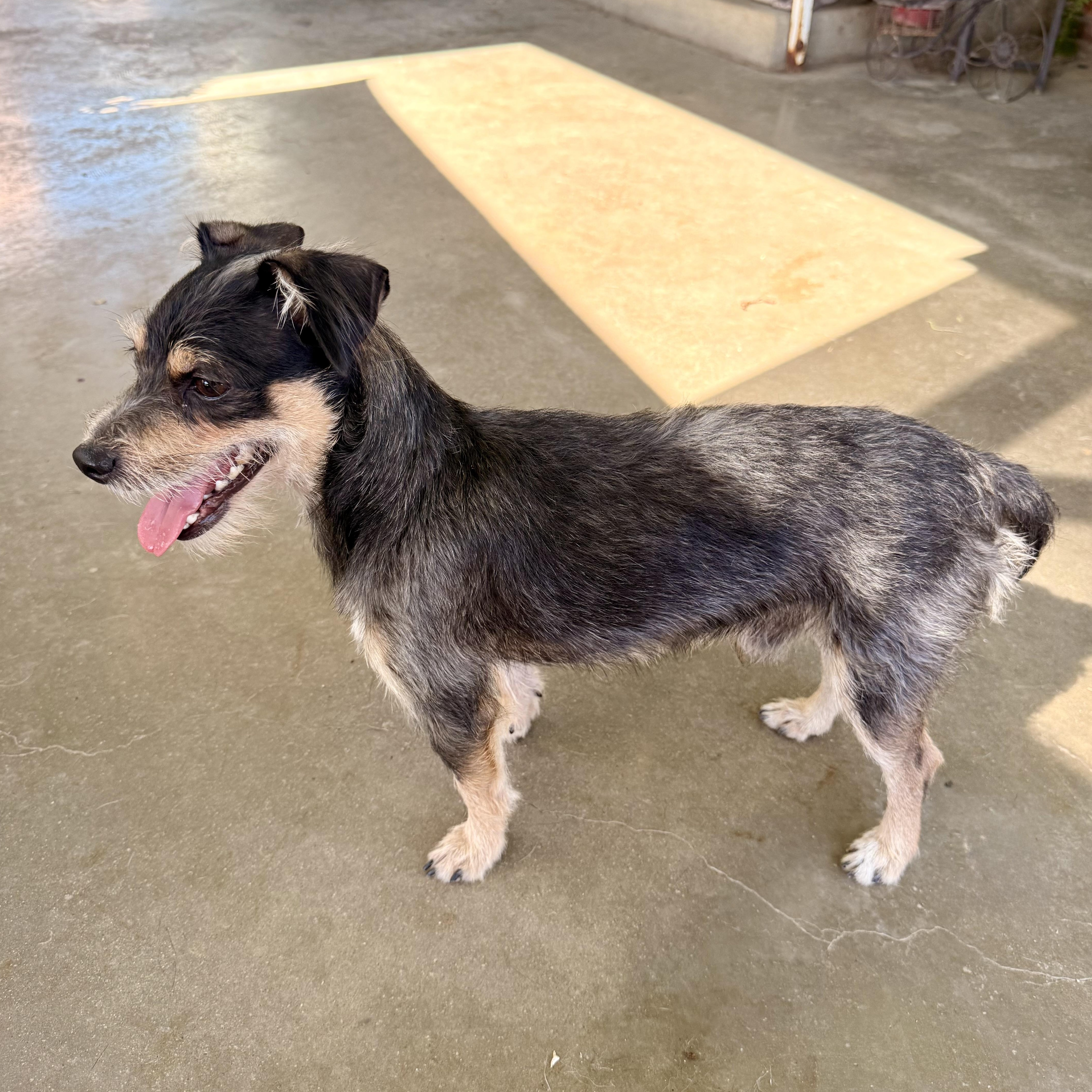 Enlarge Payton, a ADOPTABLE mixed breed in modesto, CA image 4/6