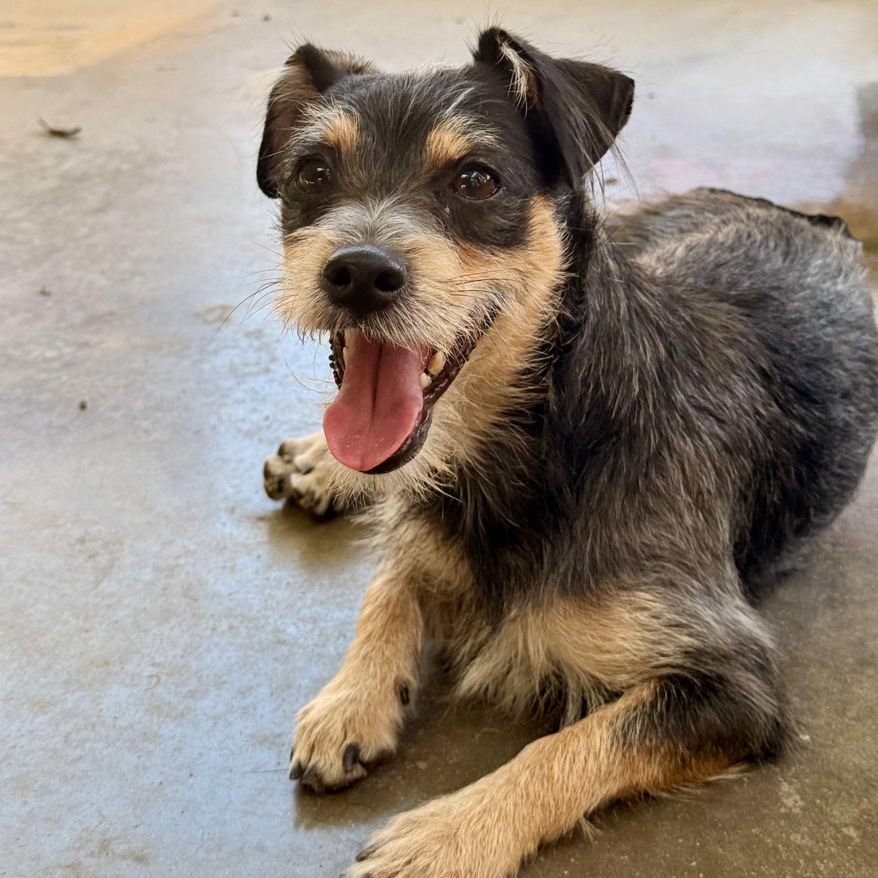 Payton, ADOPTABLE, Young Male Yorkshire Terrier & Wirehaired Terrier.