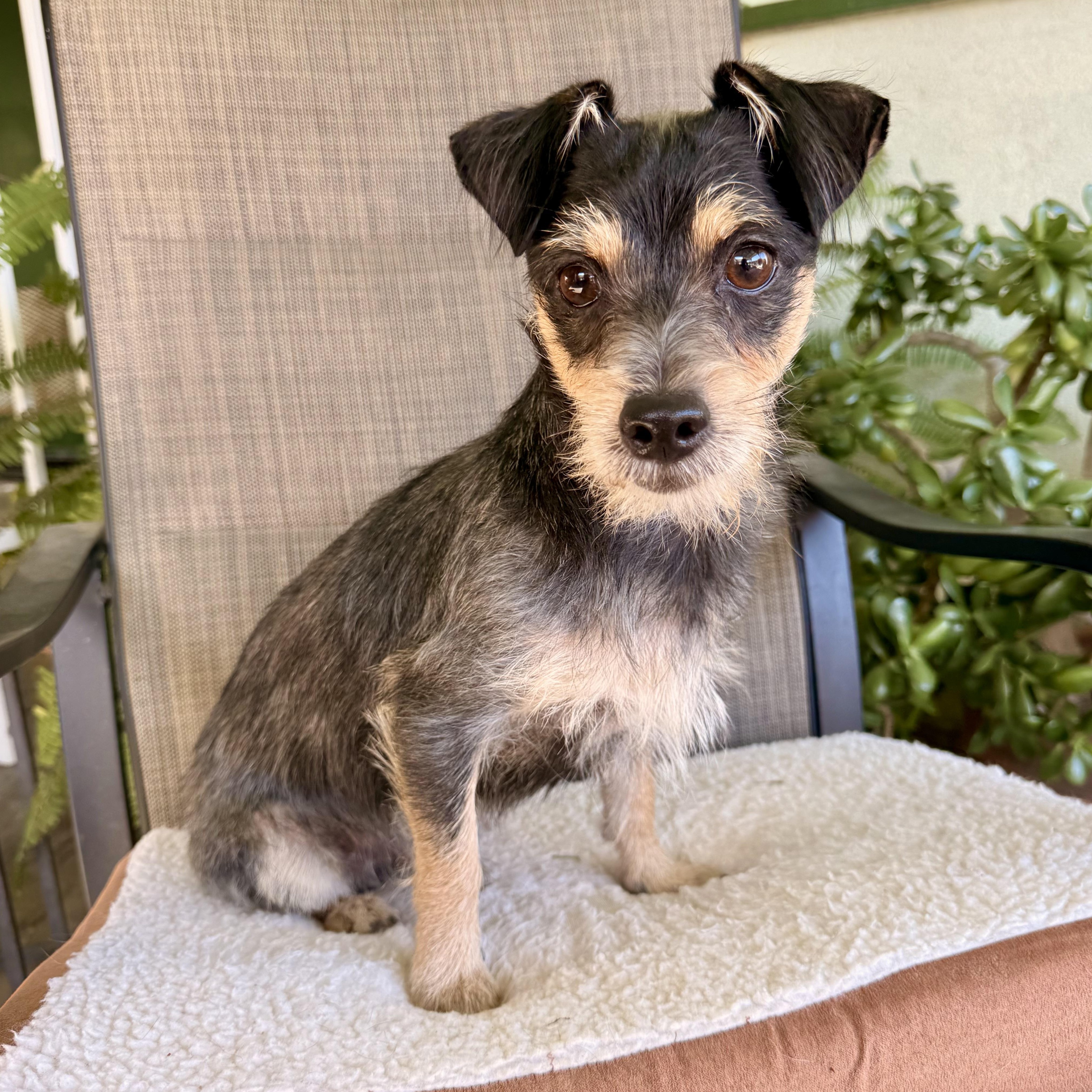 Enlarge Payton, a ADOPTABLE mixed breed in modesto, CA image 5/6