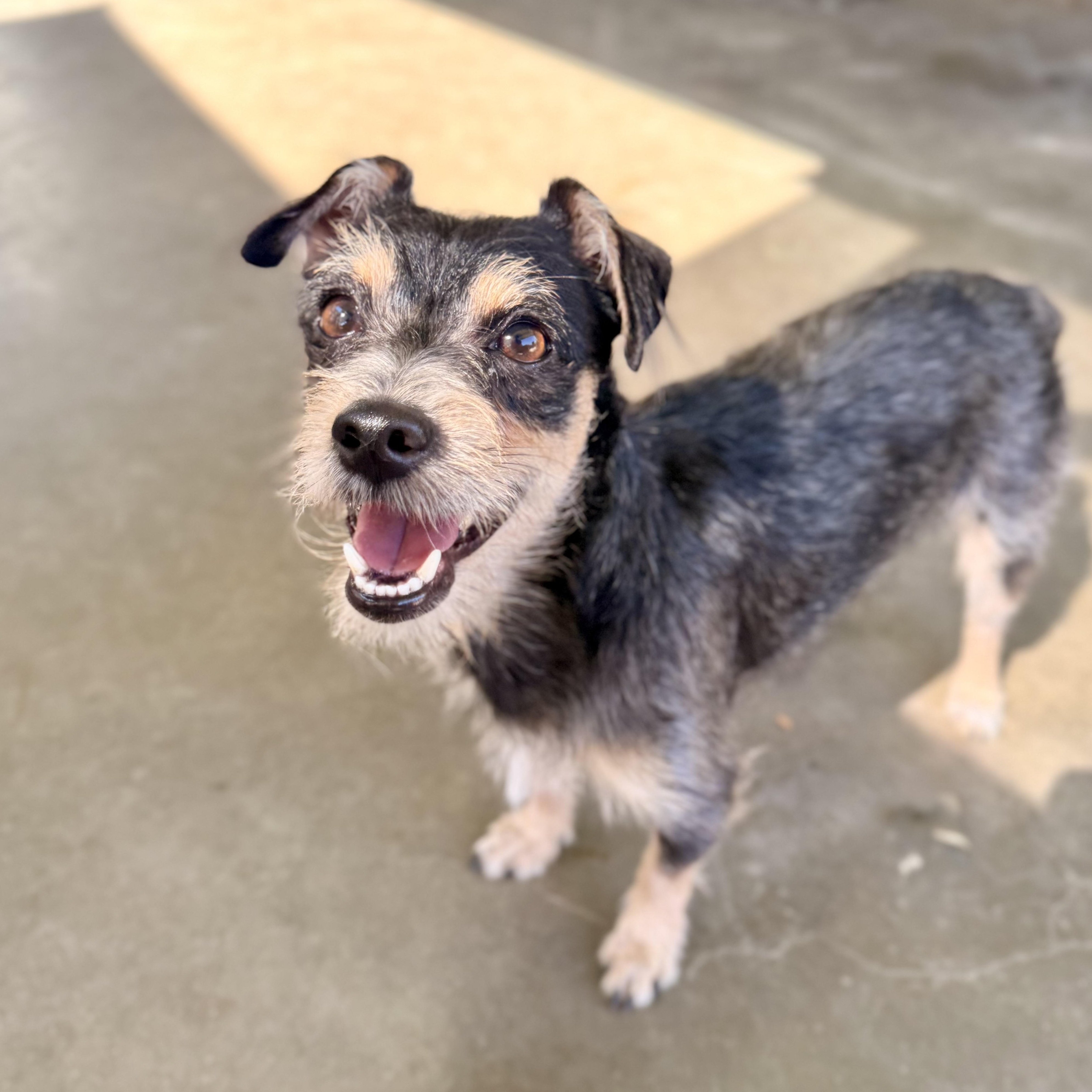 Enlarge Payton, a ADOPTABLE mixed breed in modesto, CA image 2/6