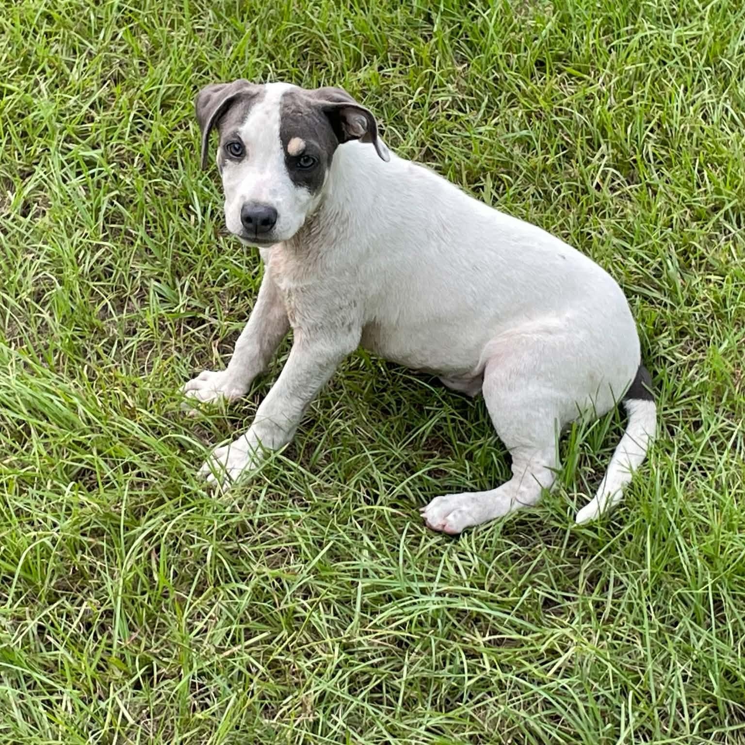 Enlarge Chicken Little, a Adoptable mixed breed in East Windsor , CT image 4/6
