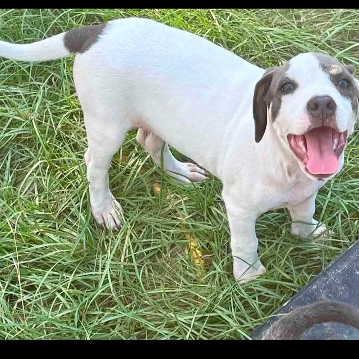 Chicken Little, Adoptable, Puppy Female Jack Russell Terrier & Pit Bull Terrier.