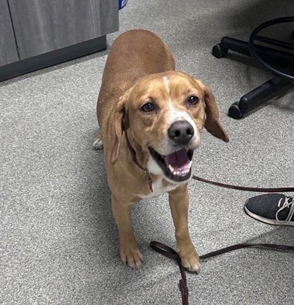 Tobias, Adoptable, Adult Male Cocker Spaniel.