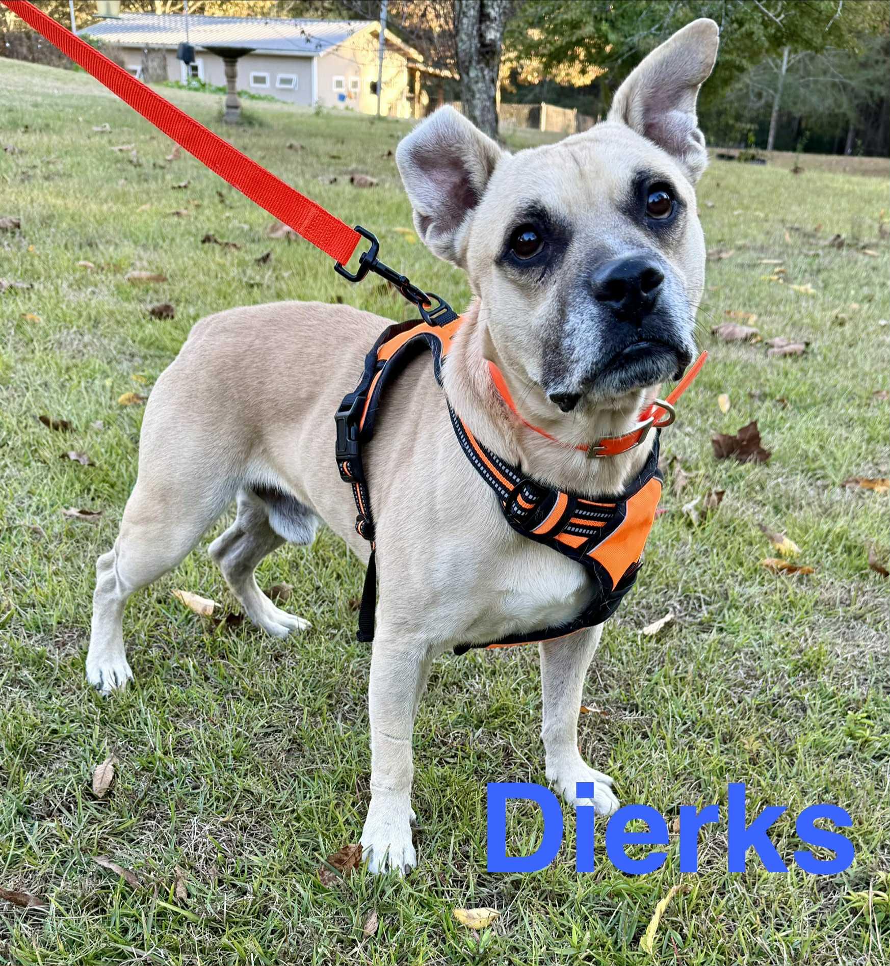 Enlarge Dierks, a Adoptable mixed breed in Opp, AL image 1/2