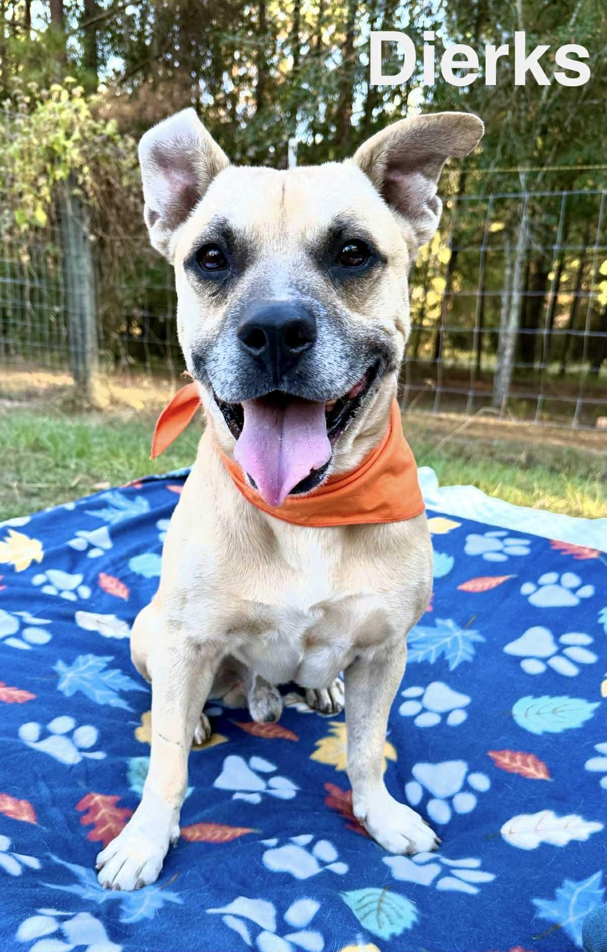 Enlarge Dierks, a Adoptable mixed breed in Opp, AL image 2/2